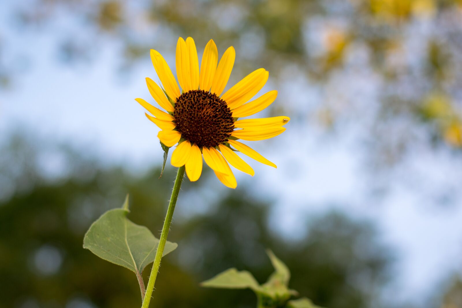 Nikon D7100 sample photo. Sunflower, sky, sunrise photography