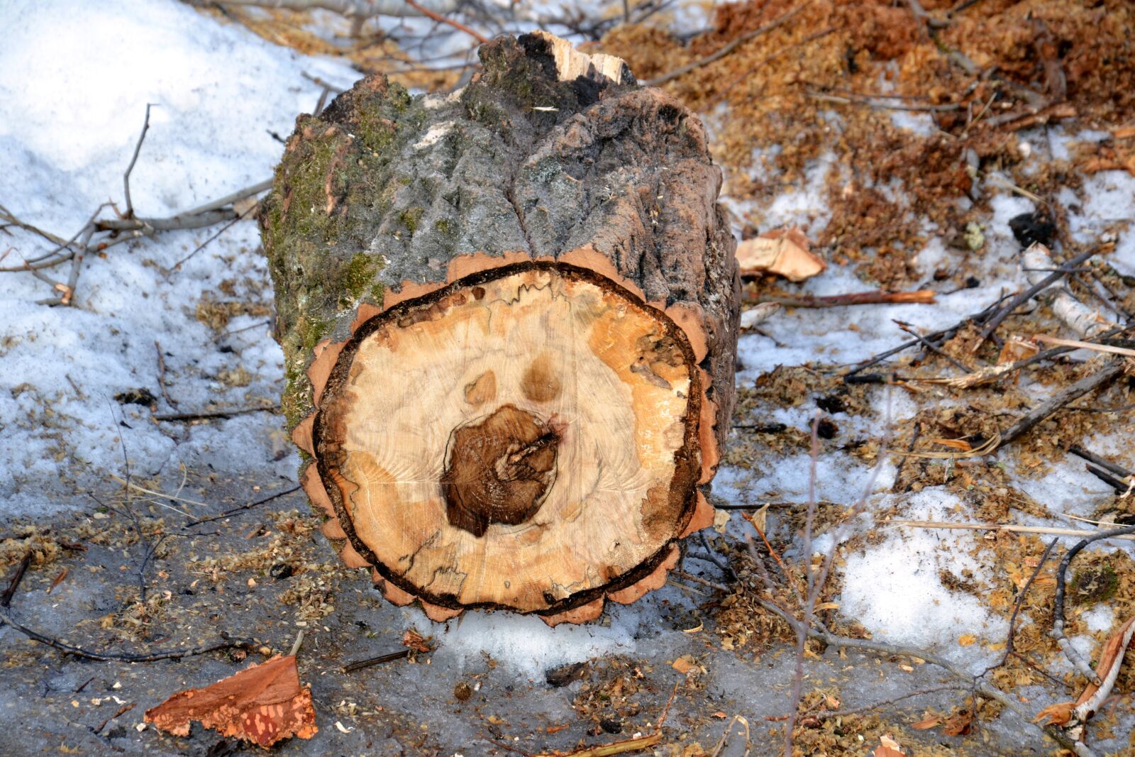 Nikon D3100 sample photo. Tree, person, birch photography