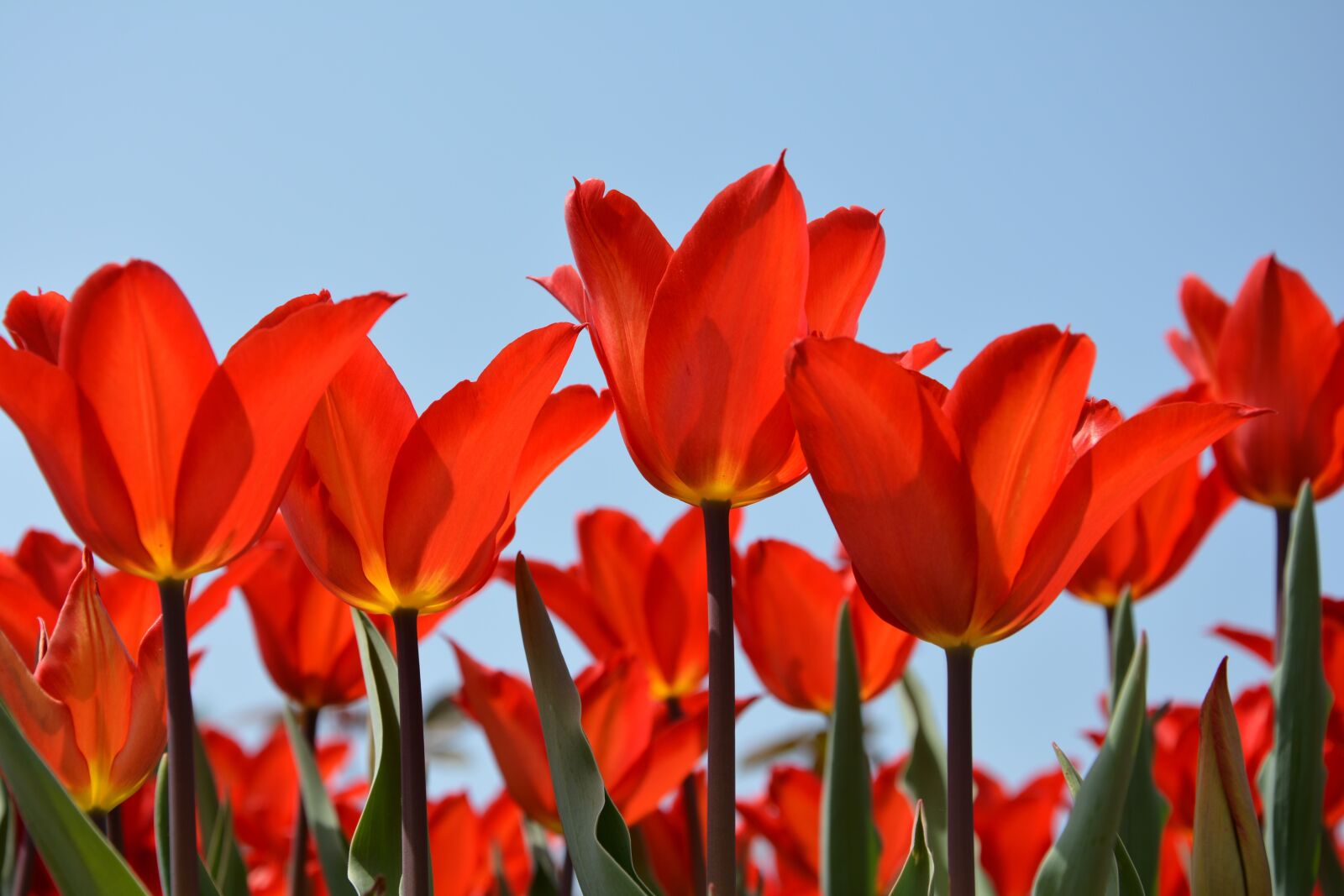 Nikon D7100 sample photo. Tulips, red, macro photography