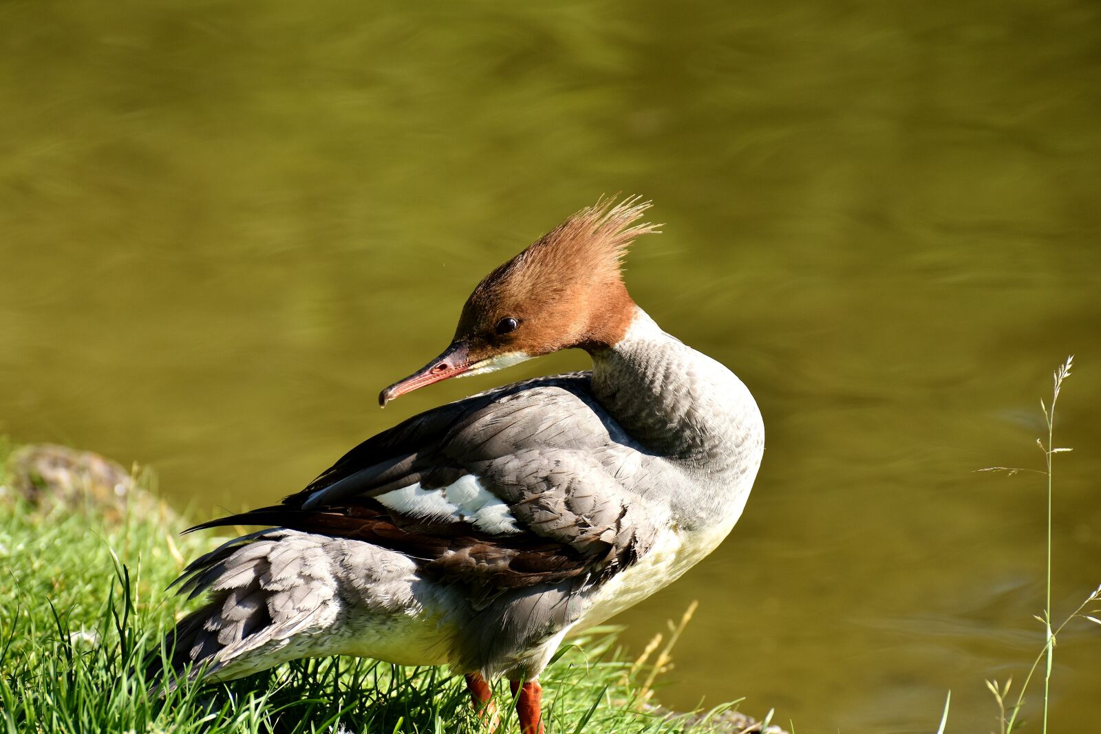 Nikon D7200 sample photo. Merganser, mergus merganser, duck photography