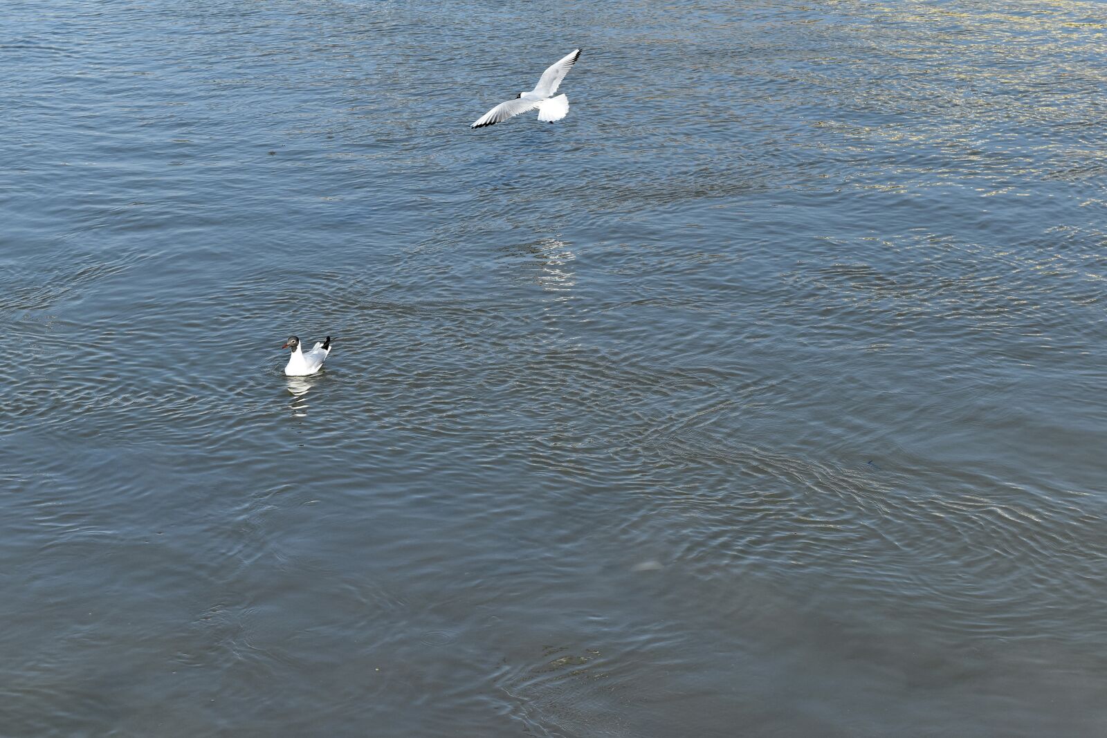 Nikon D5500 sample photo. Sea, seabird, water, ocean photography