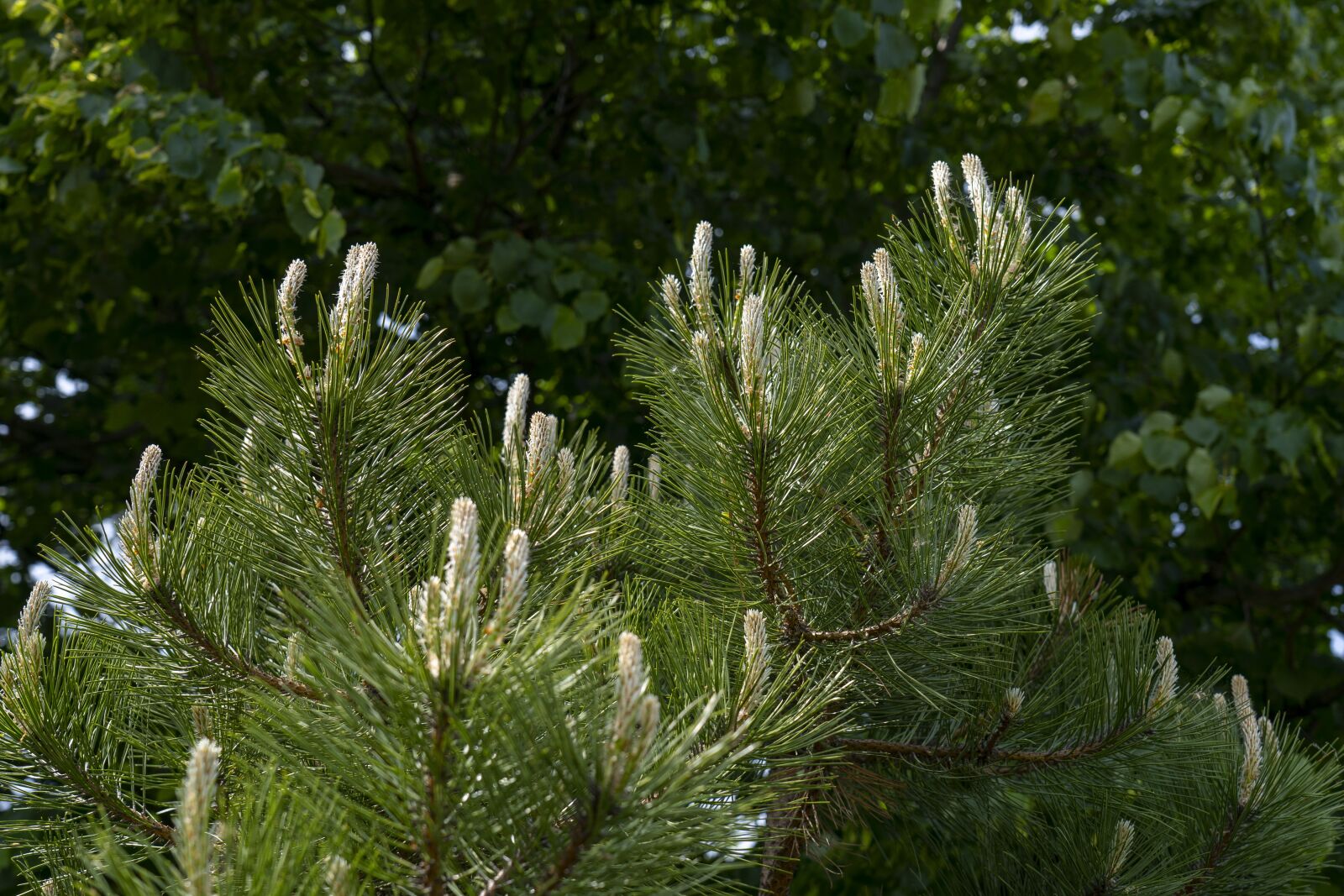 Sony a7 III sample photo. Pine, tree, branch photography