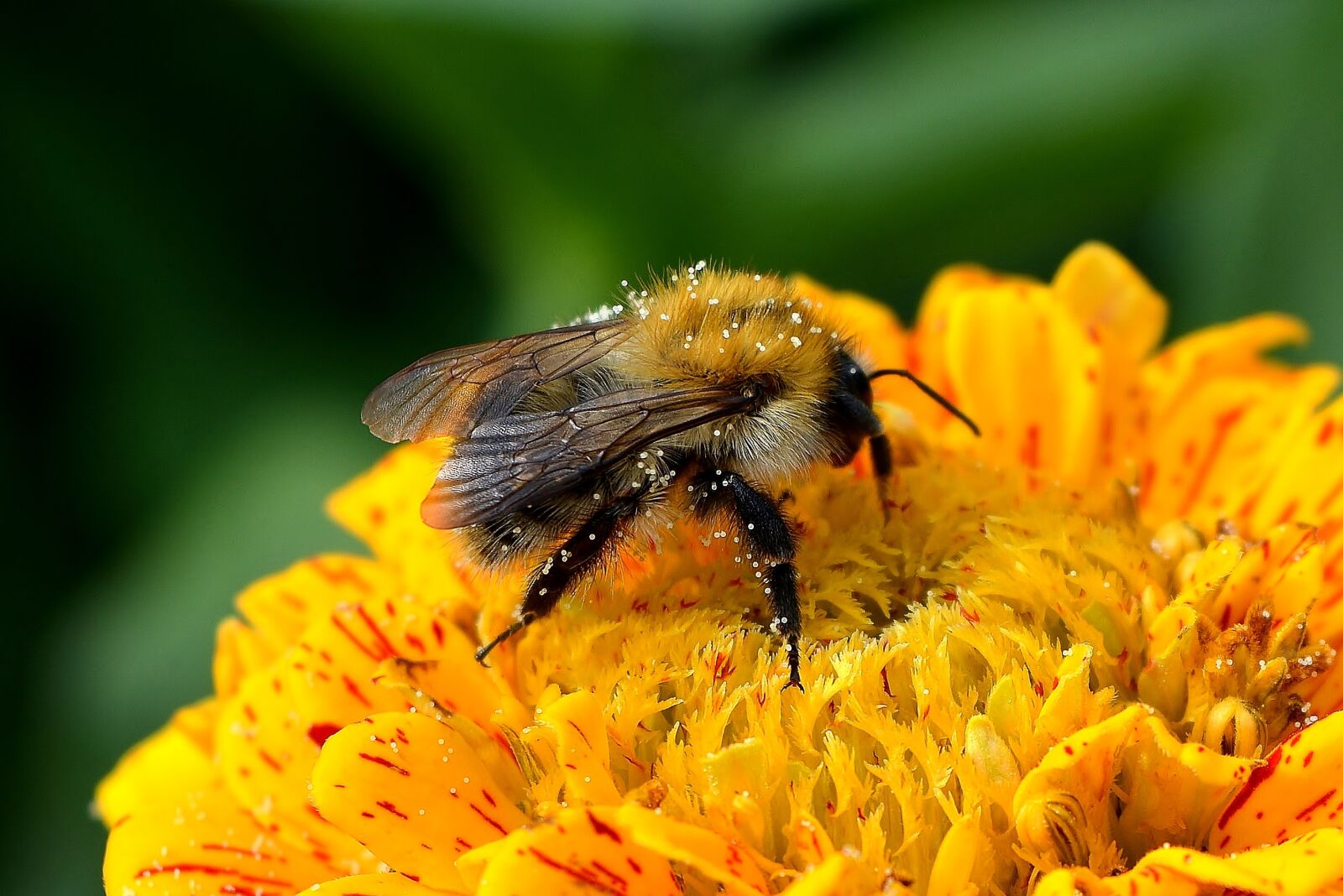 Nikon D5200 sample photo. Nature, insect, flower photography