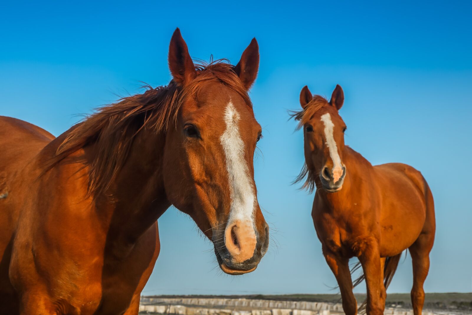 Canon EOS 5D Mark IV sample photo. Horses, freedom, ride photography