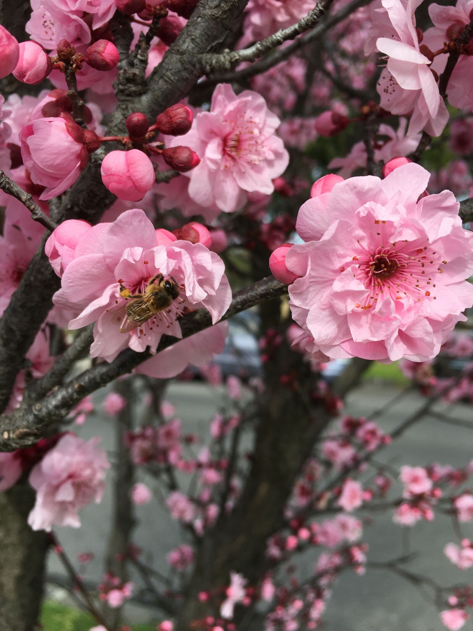 Apple iPhone 6s Plus sample photo. Bee, spring, cherry photography