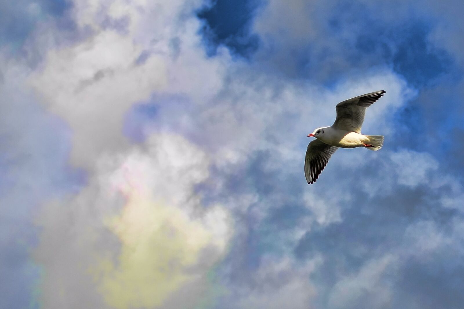 Nikon D7000 sample photo. Bird, clouds, flying photography