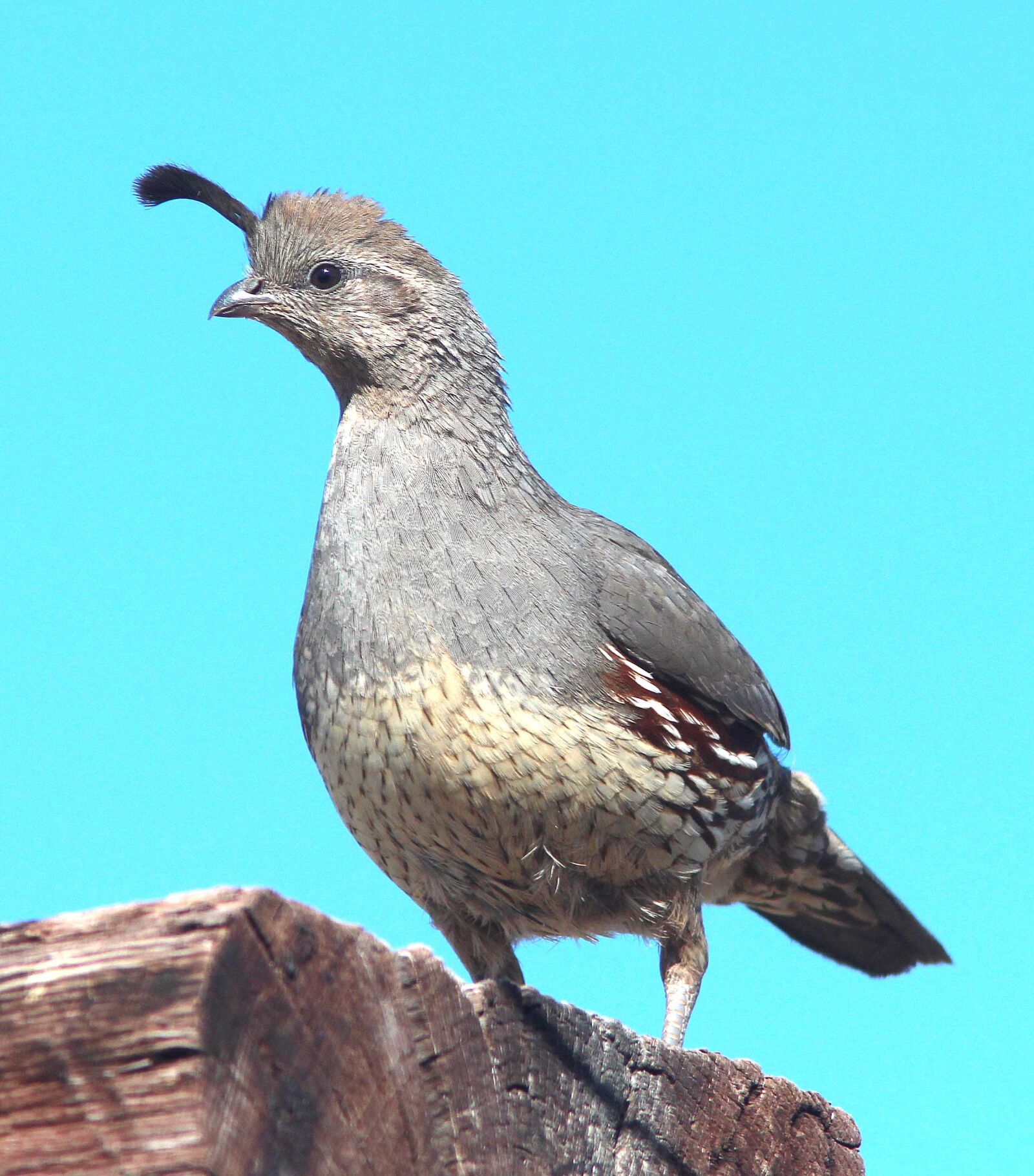 Canon EF 300mm F4L IS USM sample photo