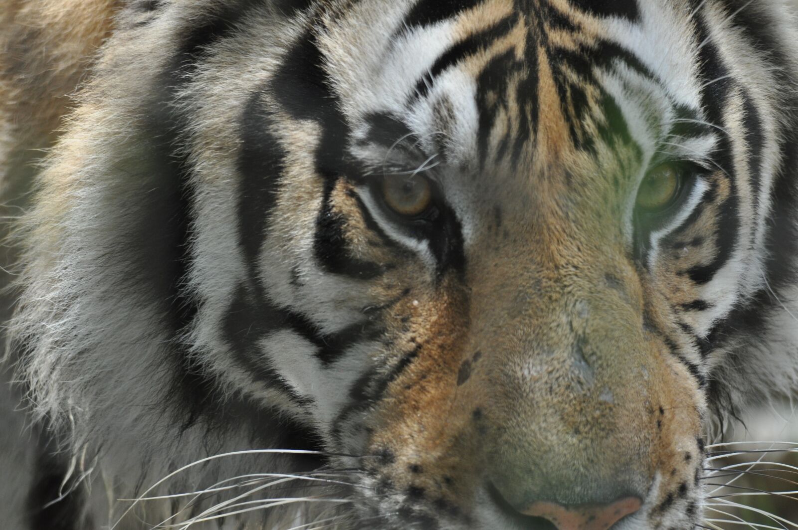 Nikon D5000 sample photo. Tiger, animal, predator photography