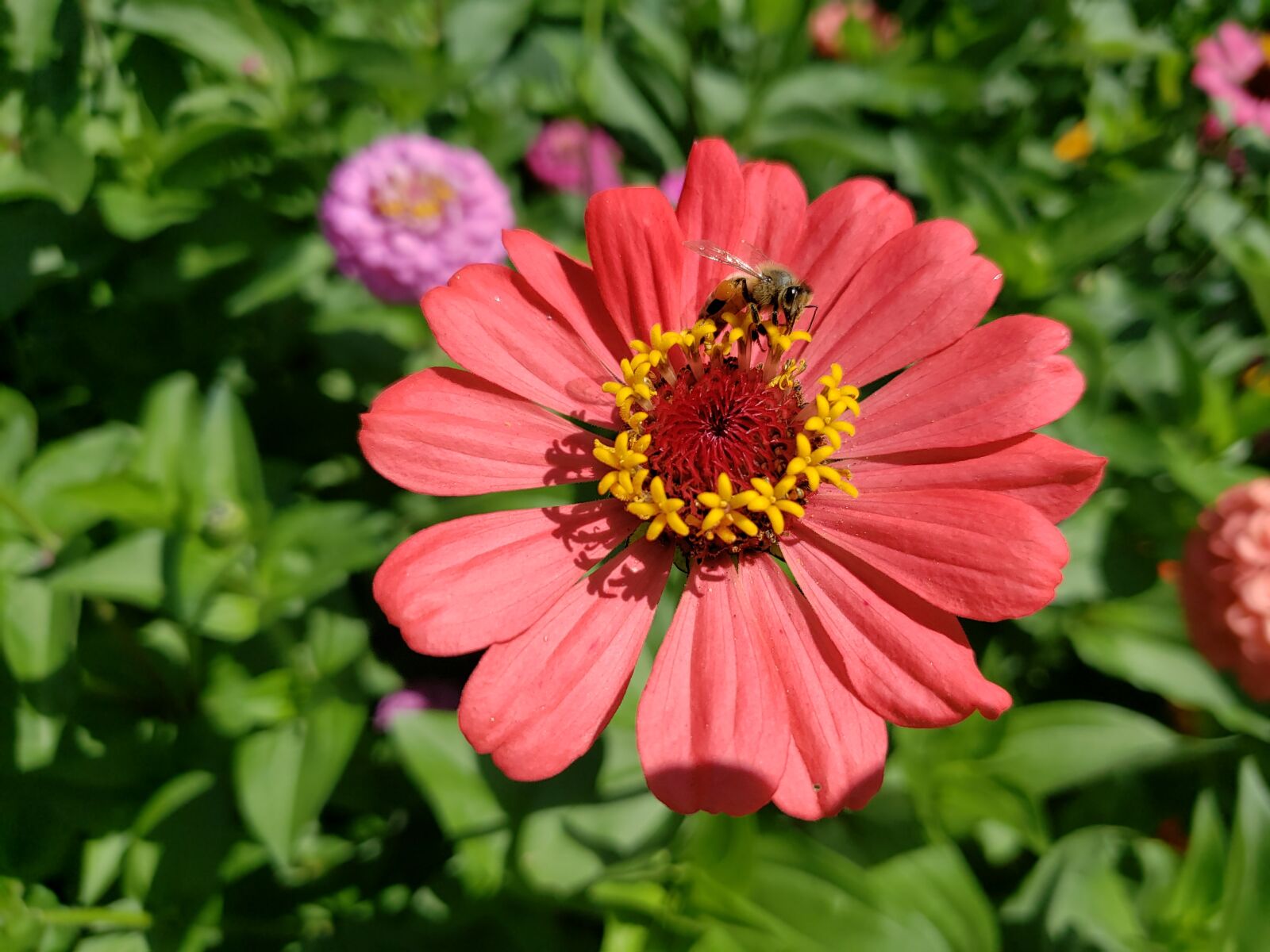 Samsung Galaxy S9 sample photo. Zinnia, flower, bloom photography