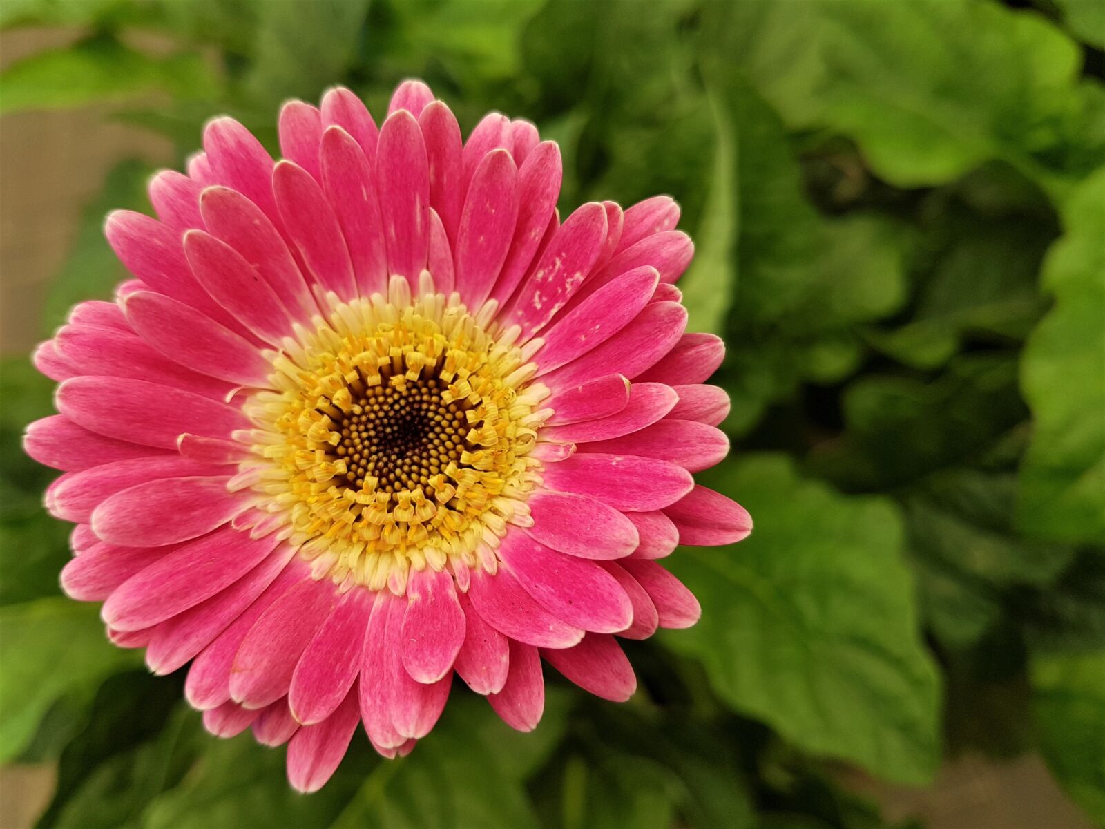 Samsung Galaxy S7 Edge sample photo. Flowers, summer, bloom photography
