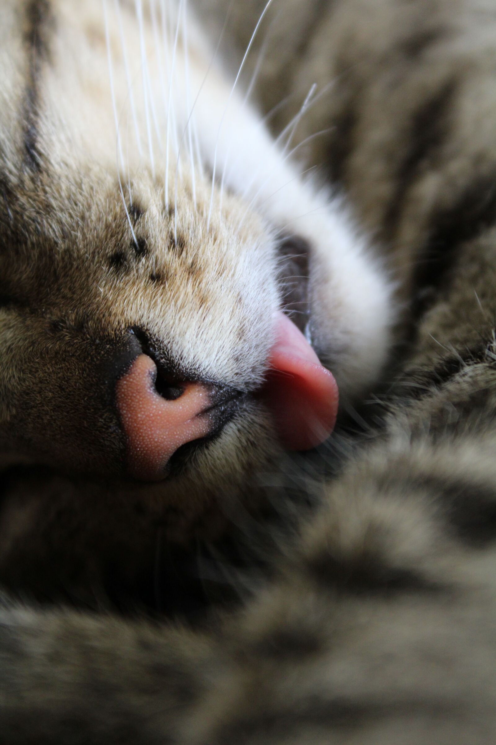 Canon EOS 1200D (EOS Rebel T5 / EOS Kiss X70 / EOS Hi) sample photo. Cat, tongue, closeup photography