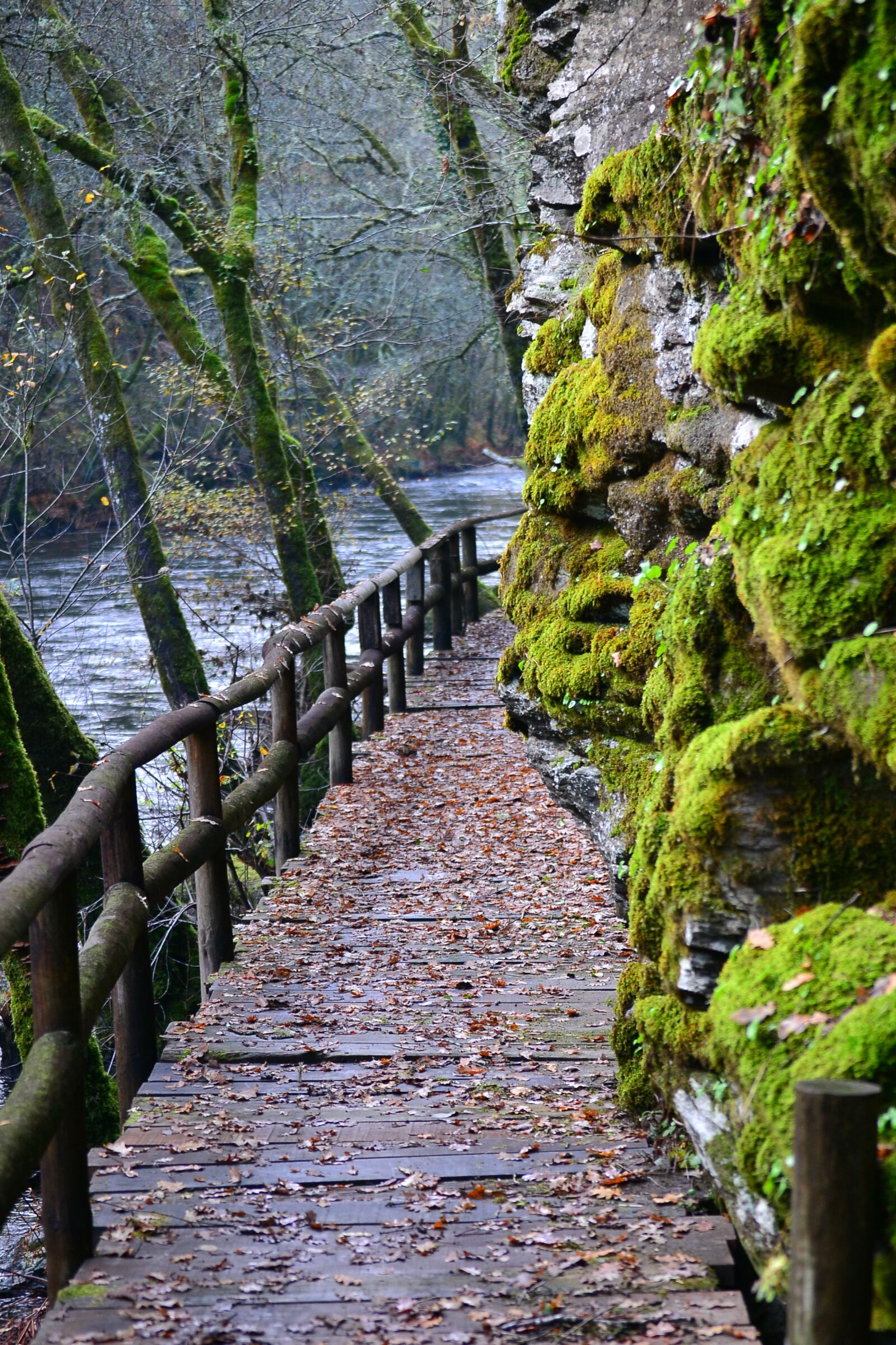 Nikon D3100 sample photo. Path, bridge, green photography