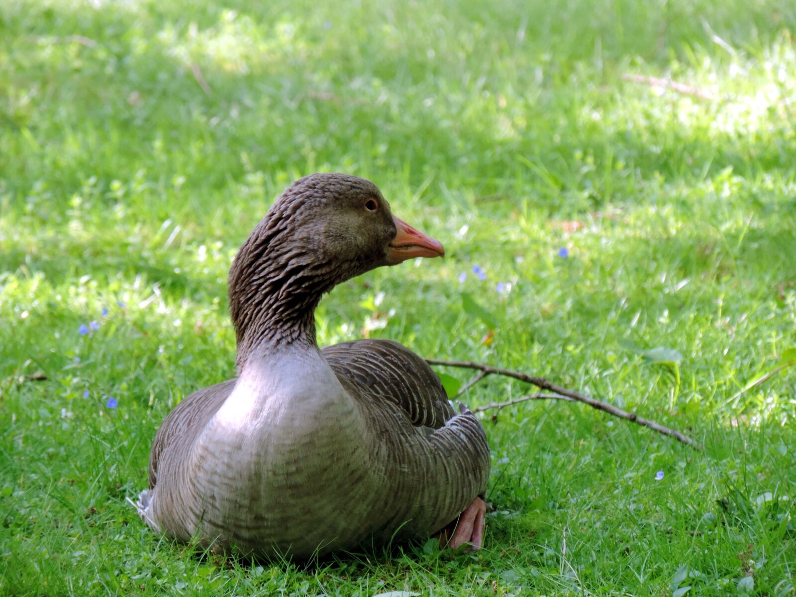 Nikon Coolpix P520 sample photo. Greylag goose, lying, meadow photography