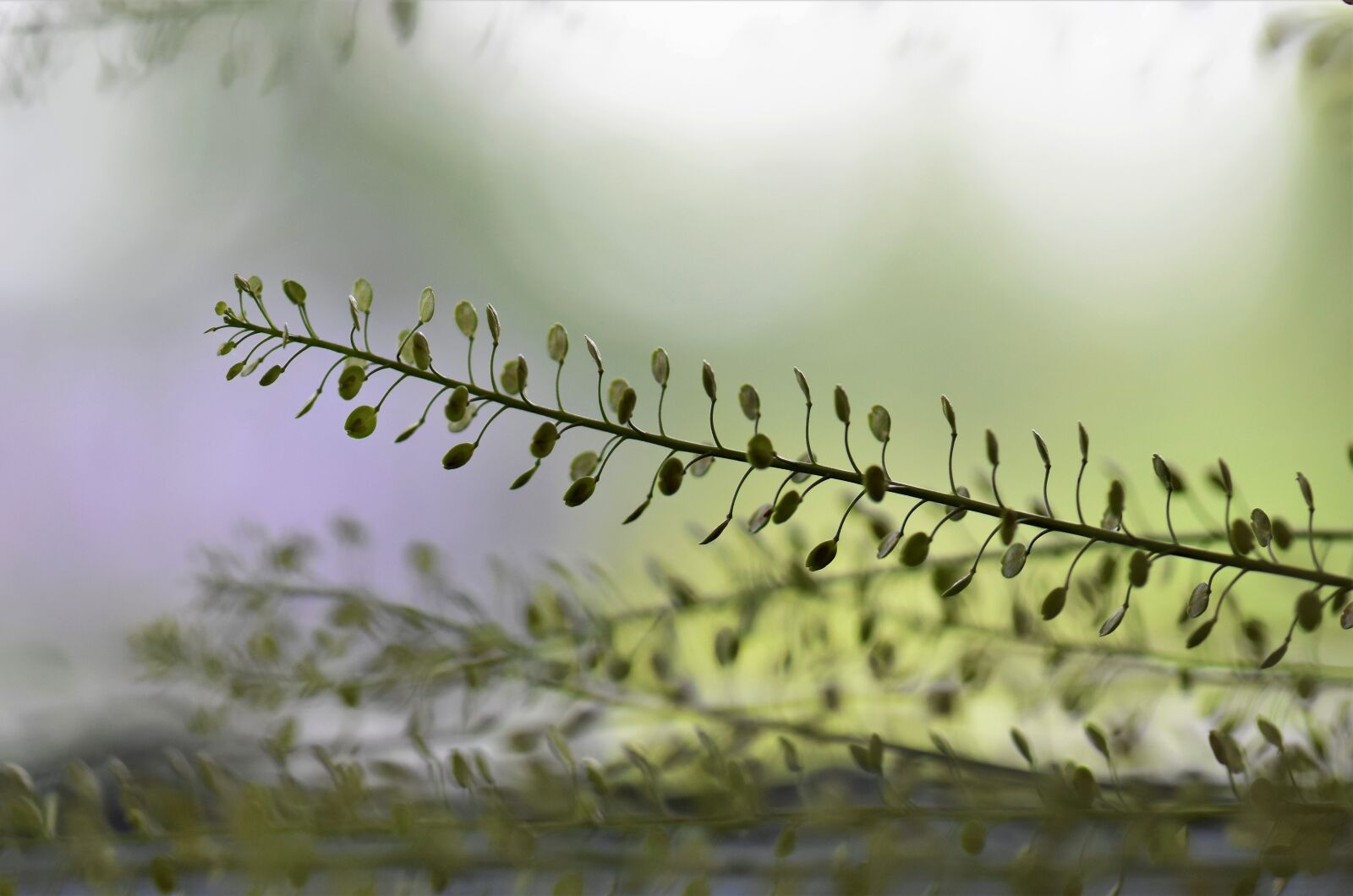 Nikon D5500 sample photo. Plant, green, leaves photography