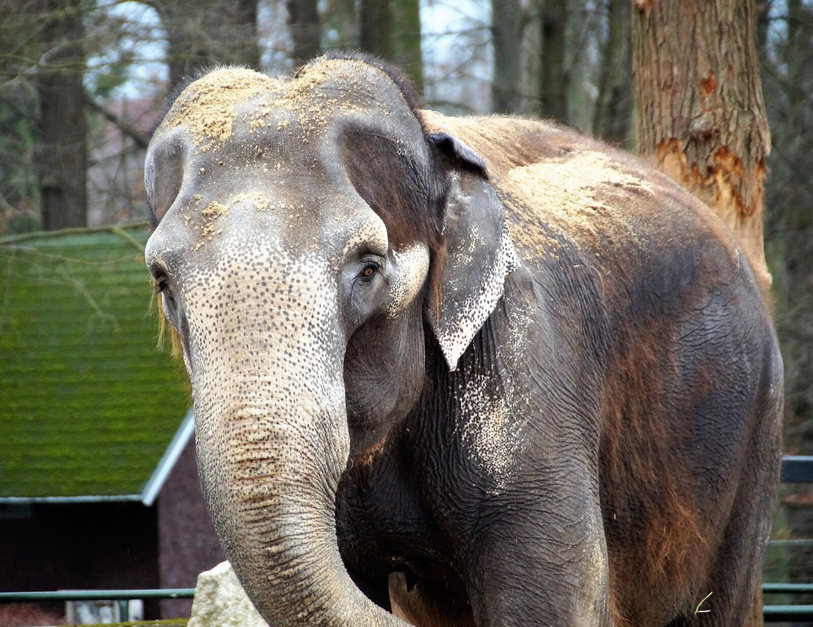 Sony SLT-A58 sample photo. Elephant, indian, zoo photography