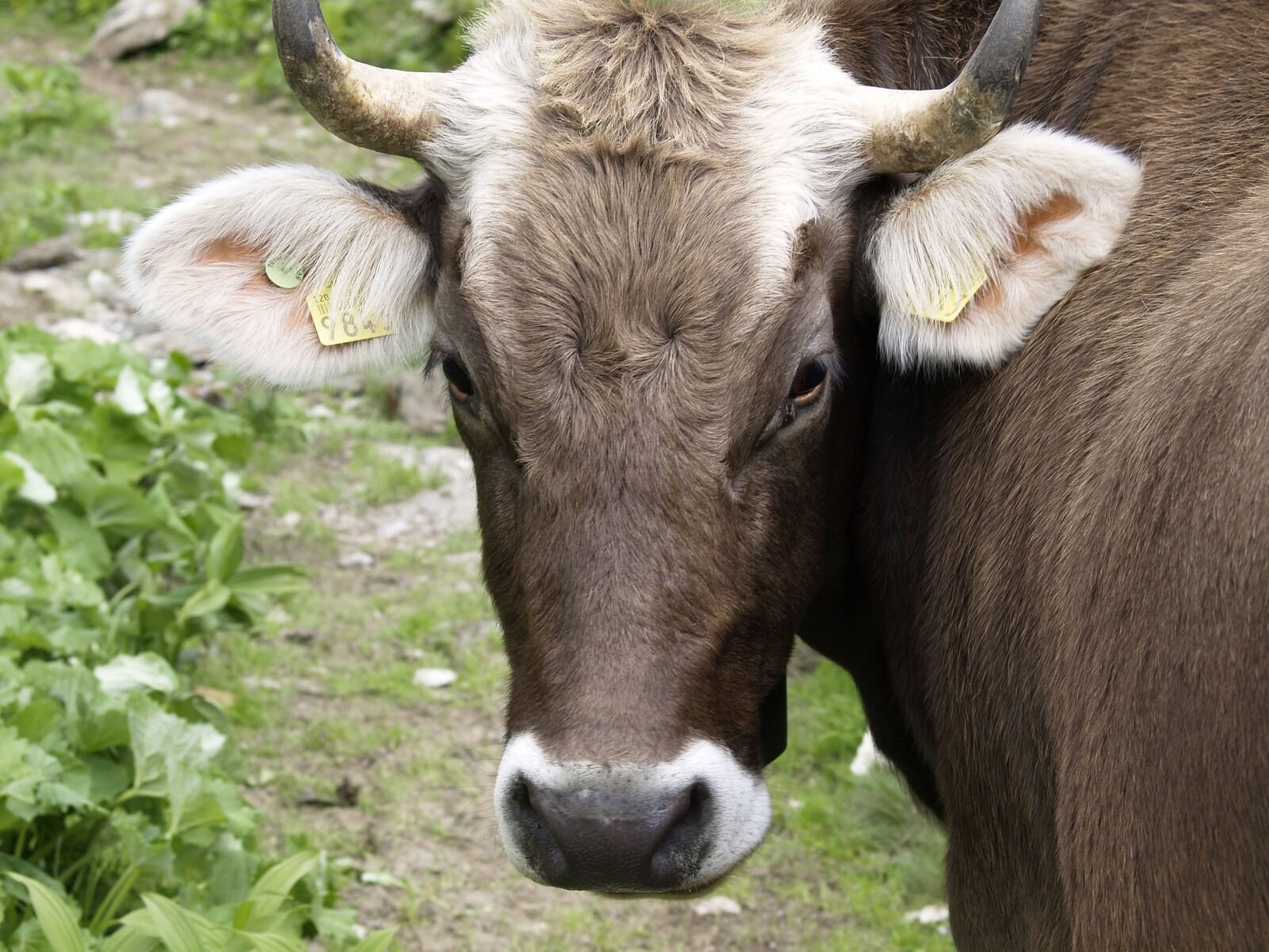 Olympus E-330 (EVOLT E-330) sample photo. Cow, bell, switzerland photography