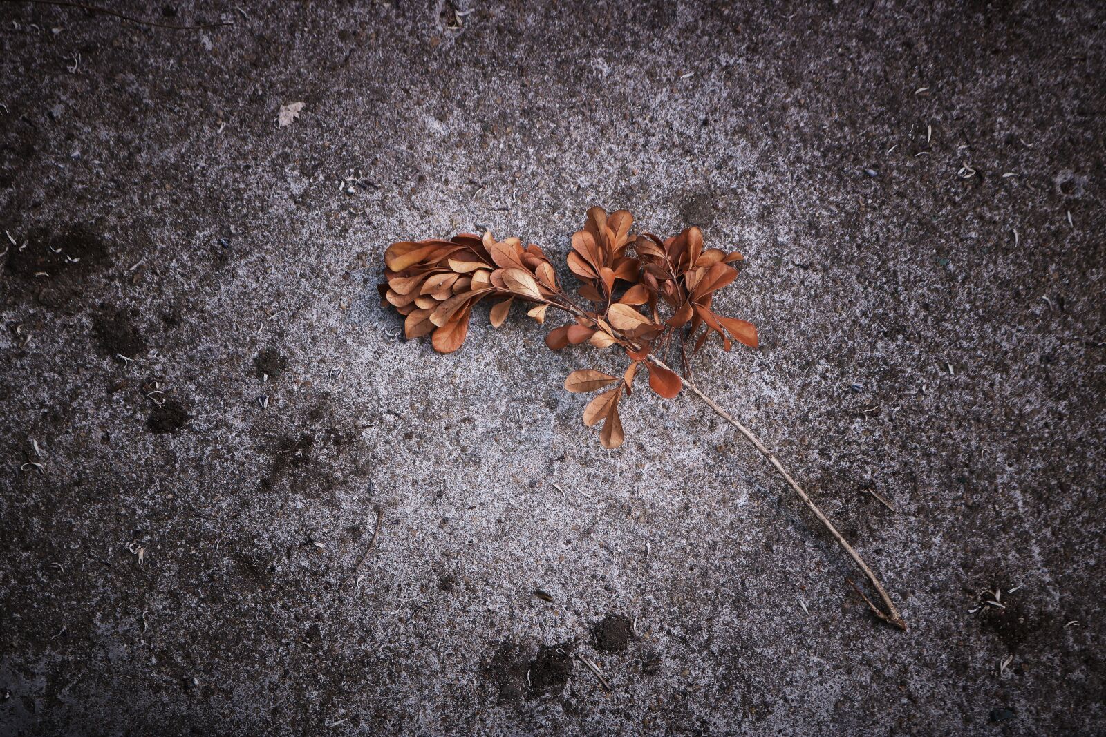 Canon EOS 750D (EOS Rebel T6i / EOS Kiss X8i) sample photo. Dead leaves, ground, autumn photography