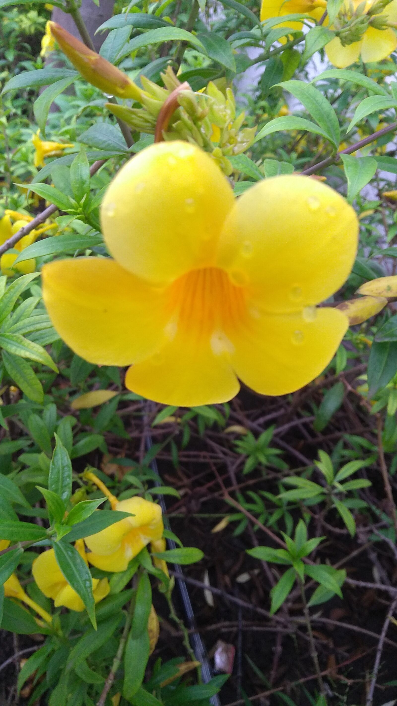 Motorola Moto G (5S) Plus sample photo. Flower, yellow, green photography