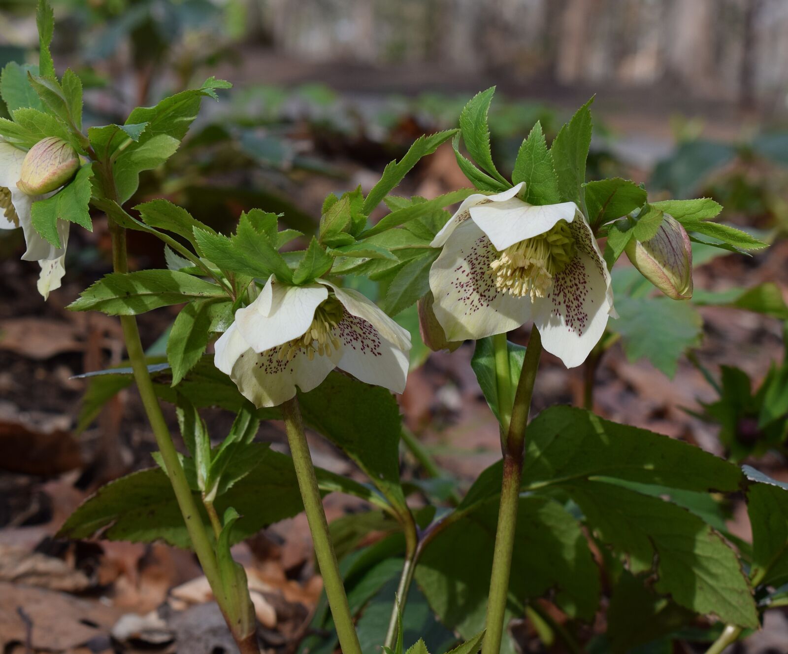 Nikon D3300 sample photo. White hellebore, white lenten photography