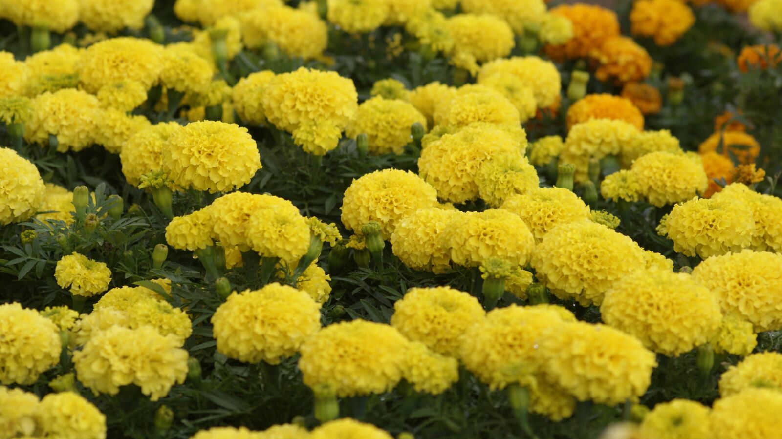 Sony Alpha DSLR-A230 sample photo. Farm, farmer, flower photography