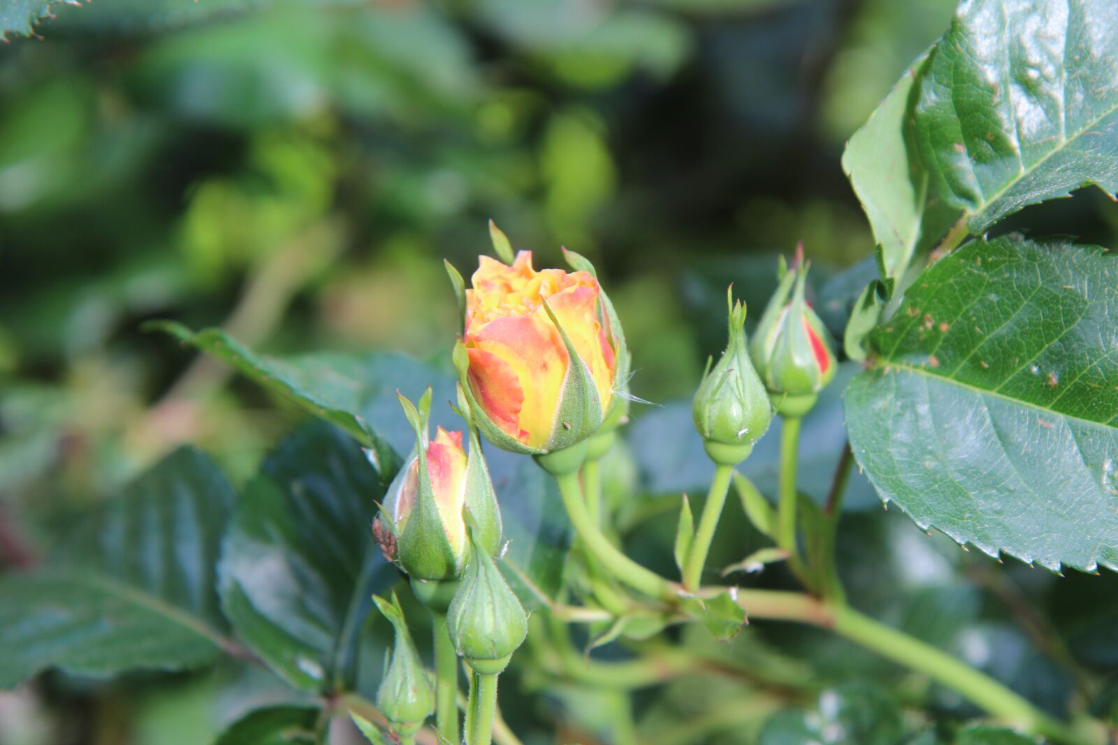 Canon EOS 600D (Rebel EOS T3i / EOS Kiss X5) sample photo. Pink, yellow rose, rose photography