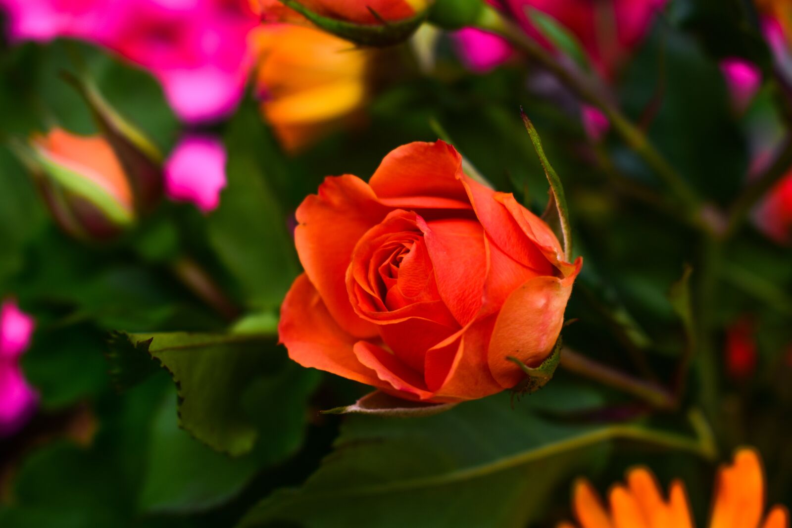 Nikon D3400 sample photo. Flower, nature, plant photography