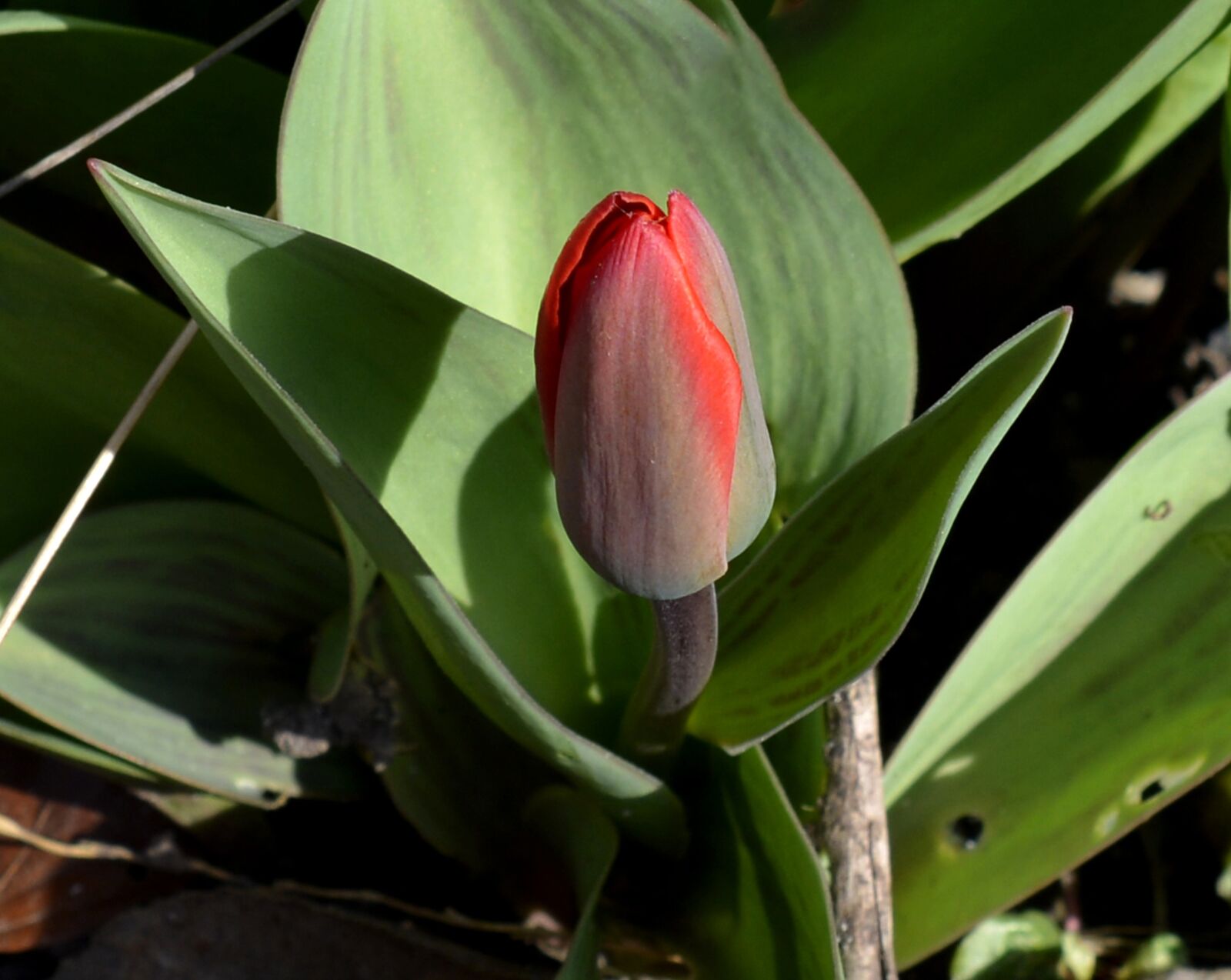 Nikon D7100 sample photo. Wild tulip, flower, bud photography