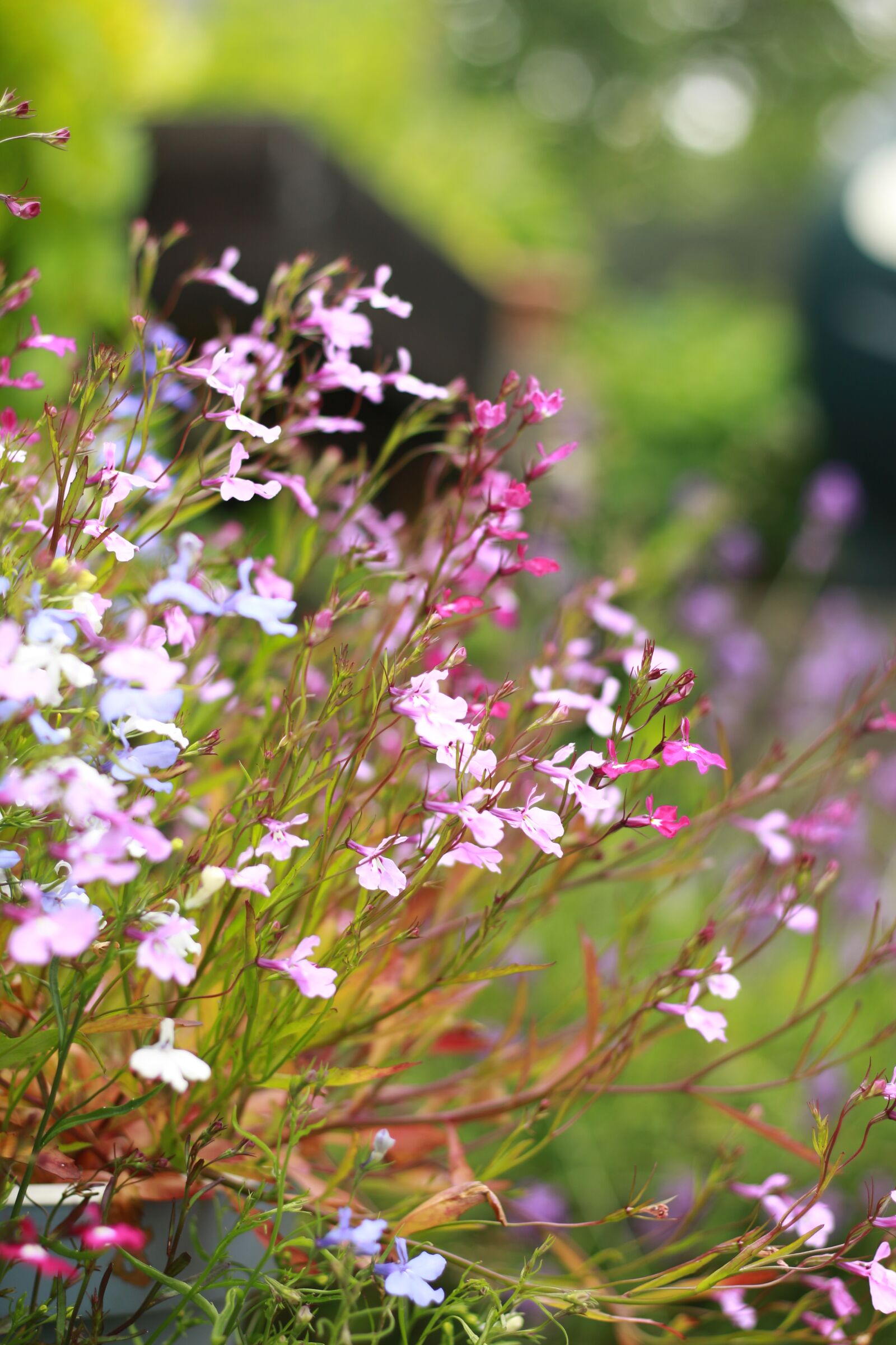 Canon EOS 700D (EOS Rebel T5i / EOS Kiss X7i) sample photo. Flowers, garden, flower photography
