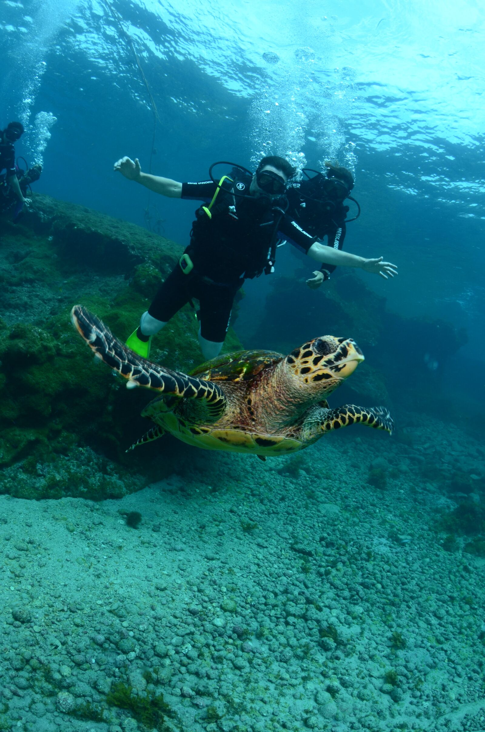 Nikon D7000 sample photo. Turtle, marine, ocean photography