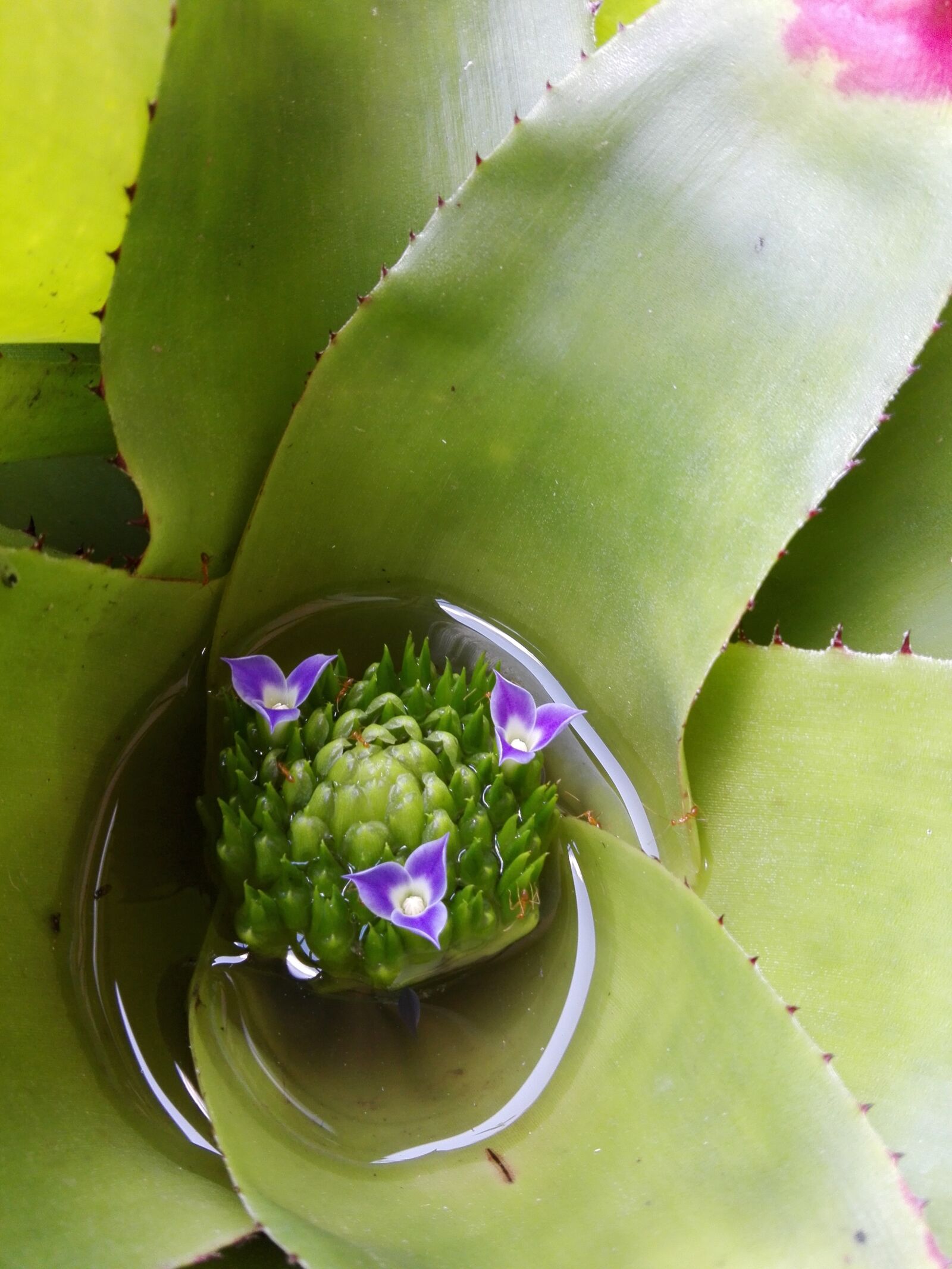 HUAWEI Y6II sample photo. Bromeliad, flower, plant photography