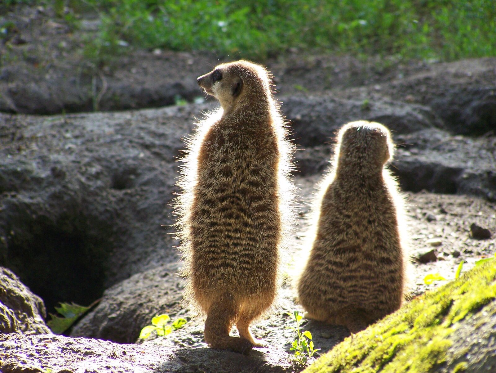 Kodak Z650 ZOOM DIGITAL CAMERA sample photo. Meerkats, animals, zoo photography
