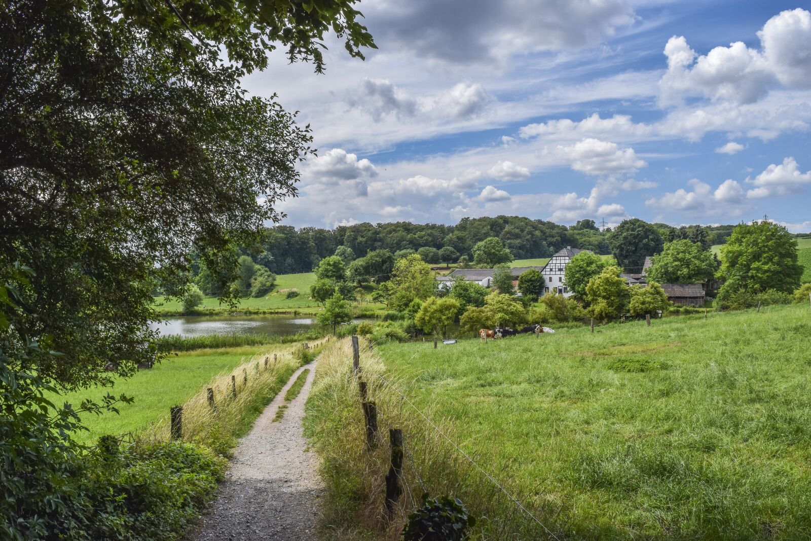 Nikon D3300 sample photo. Landscape, nature, tree photography