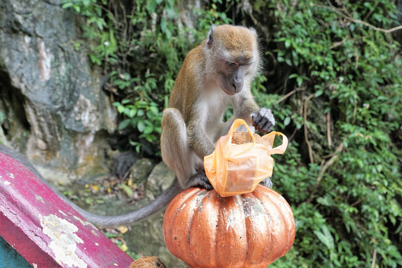 Sony ILCA-77M2 + Sony DT 16-50mm F2.8 SSM sample photo. Nature, wood, monkey photography
