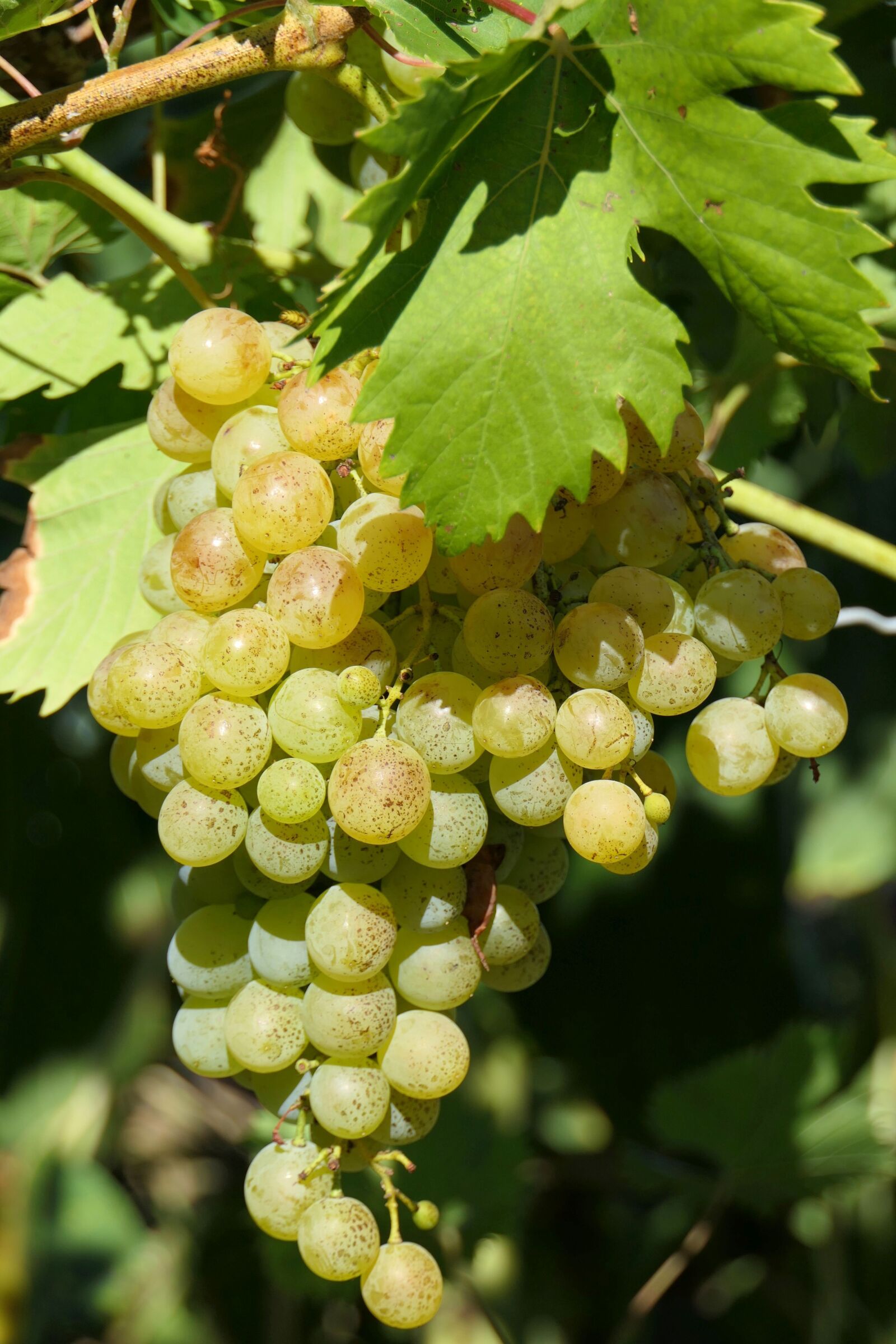 Panasonic Lumix DMC-FZ2500 (Lumix DMC-FZ2000) sample photo. Grape, hell, vine photography