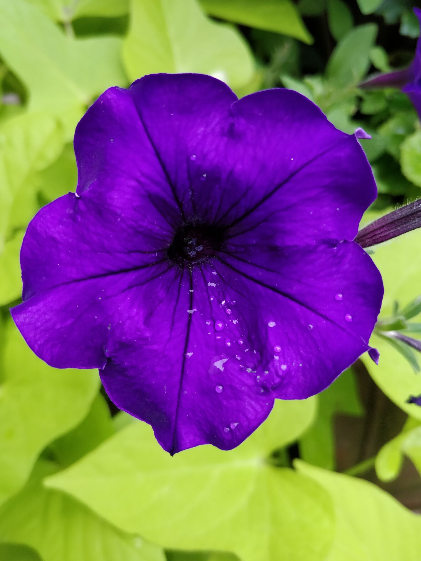 OnePlus 5 sample photo. Flower, petunia, purple photography