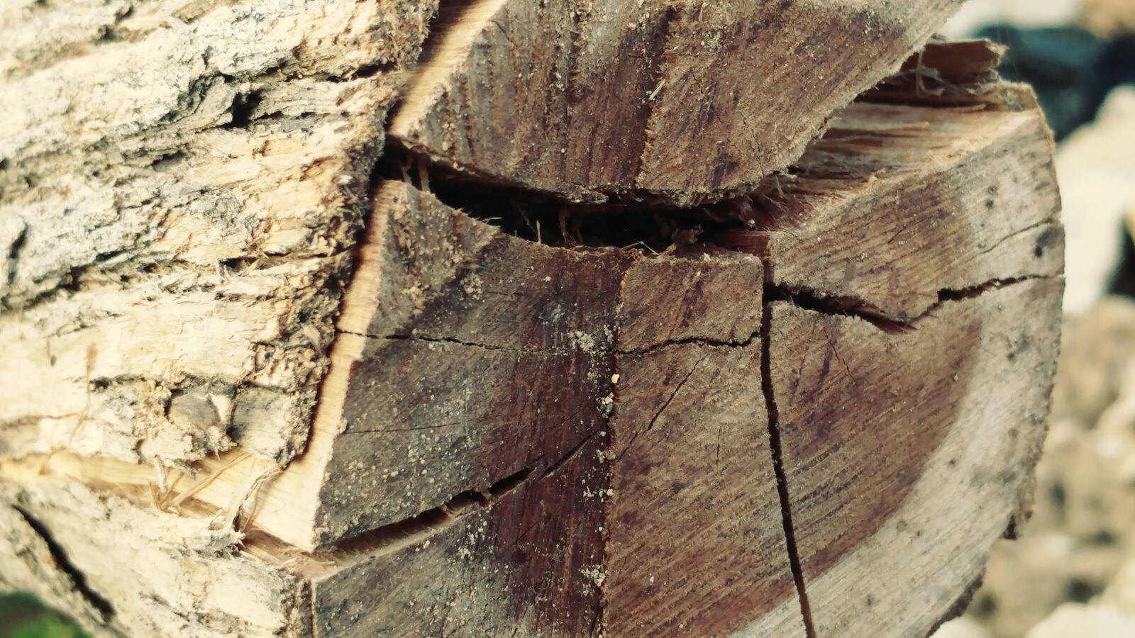 LG G5 sample photo. Log, cracked, bark photography