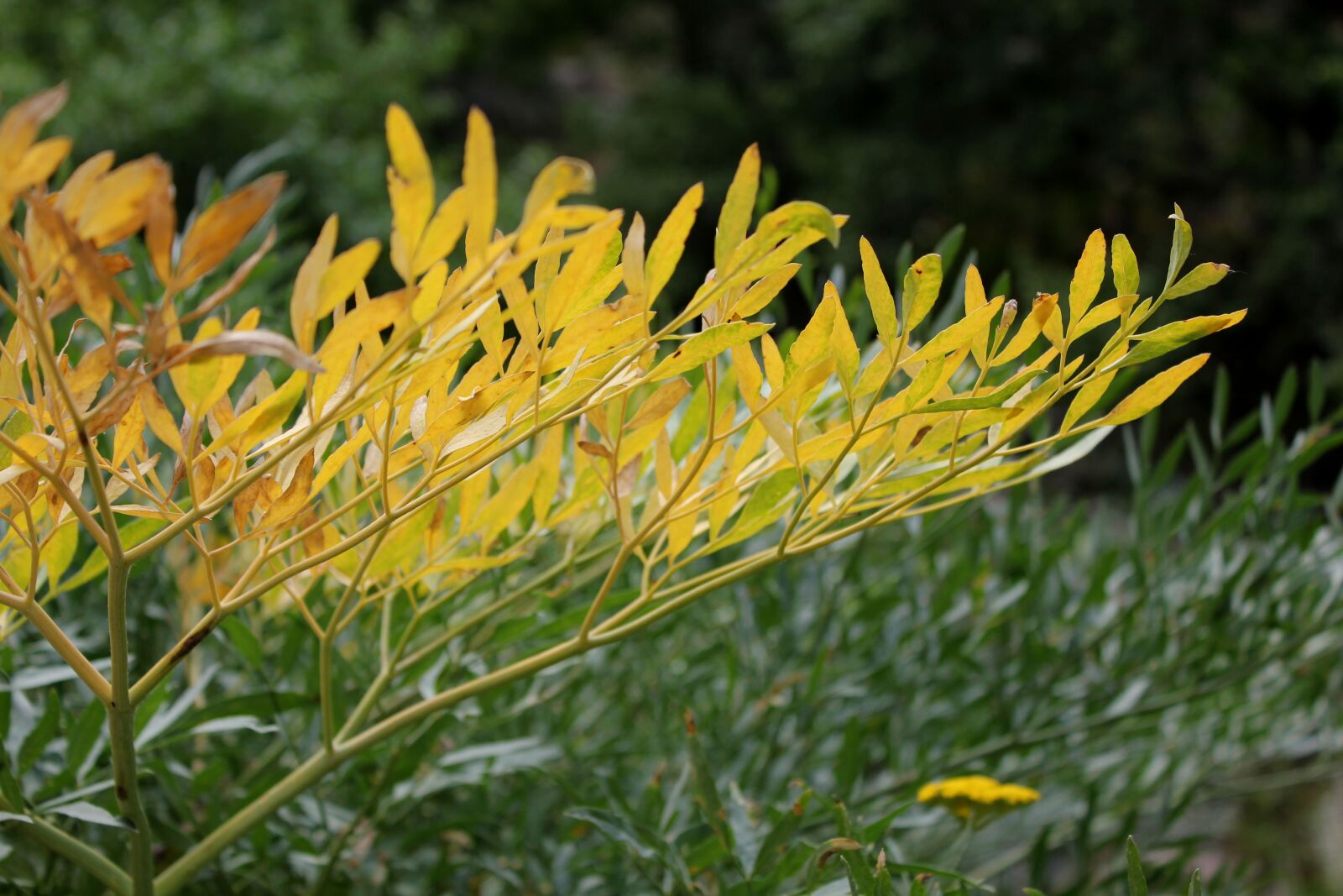 Canon EOS 550D (EOS Rebel T2i / EOS Kiss X4) sample photo. Plant, nature, leaves photography