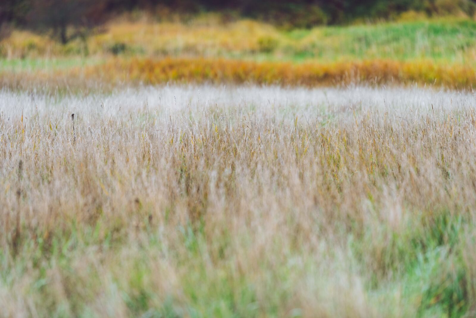 Nikon D750 sample photo. Landscape, nature, field photography