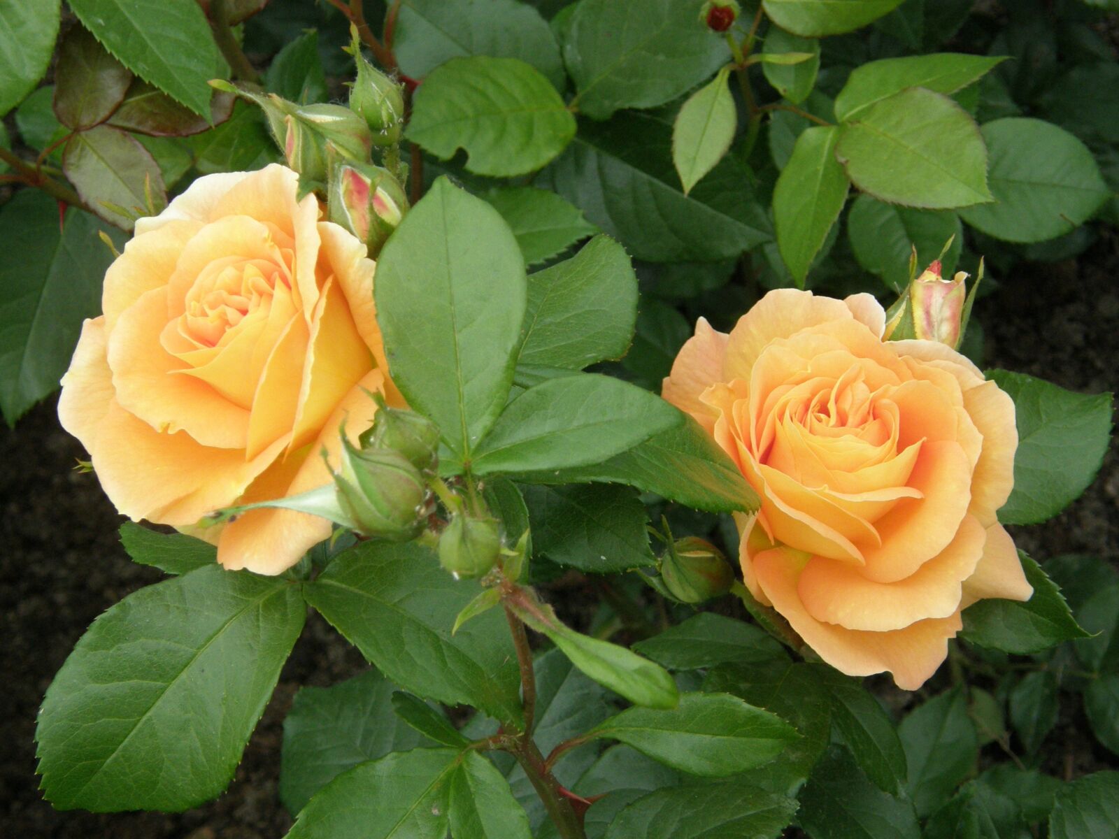 Olympus SP550UZ sample photo. Rose, flower, plant photography