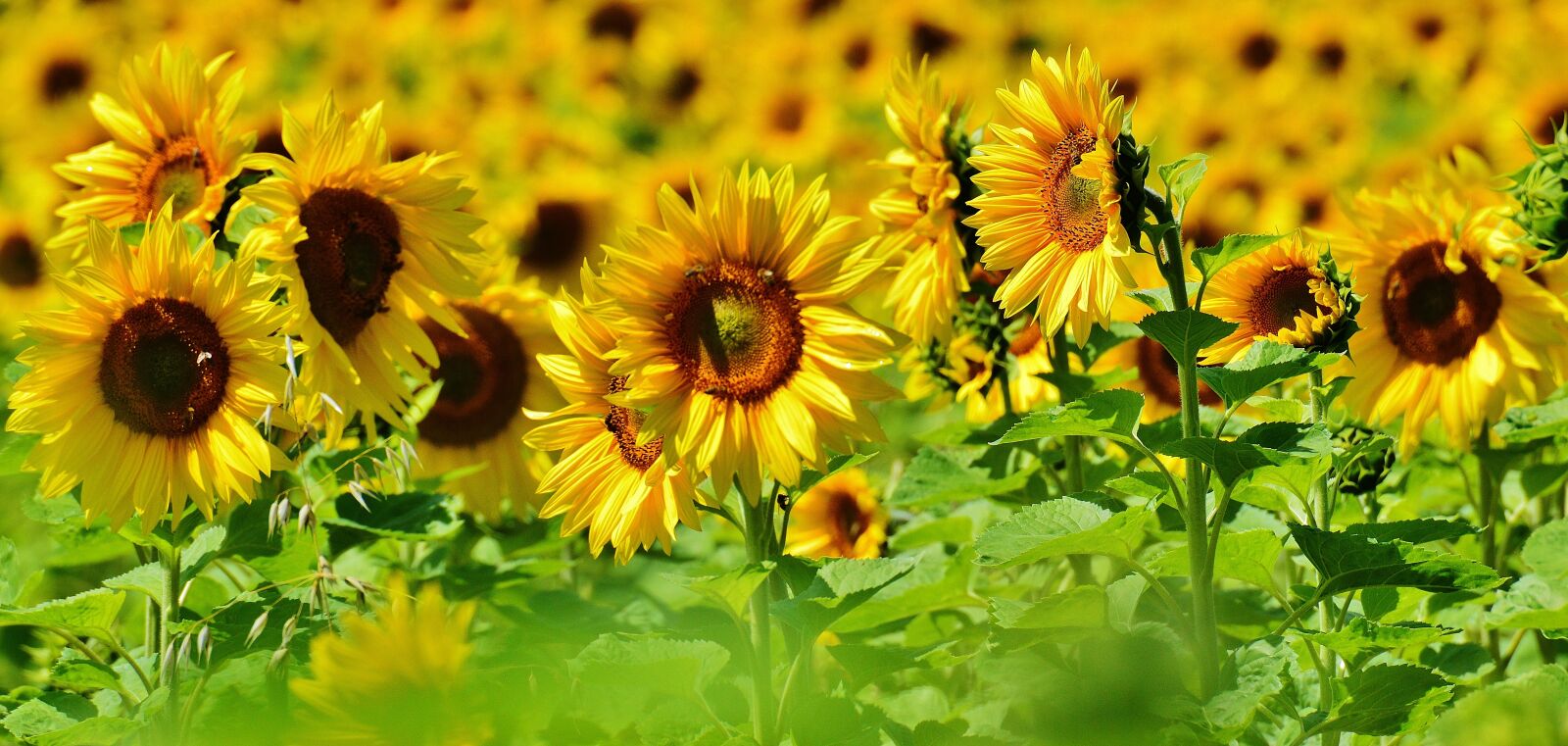 Nikon D3200 sample photo. Sunflower, bees, summer photography