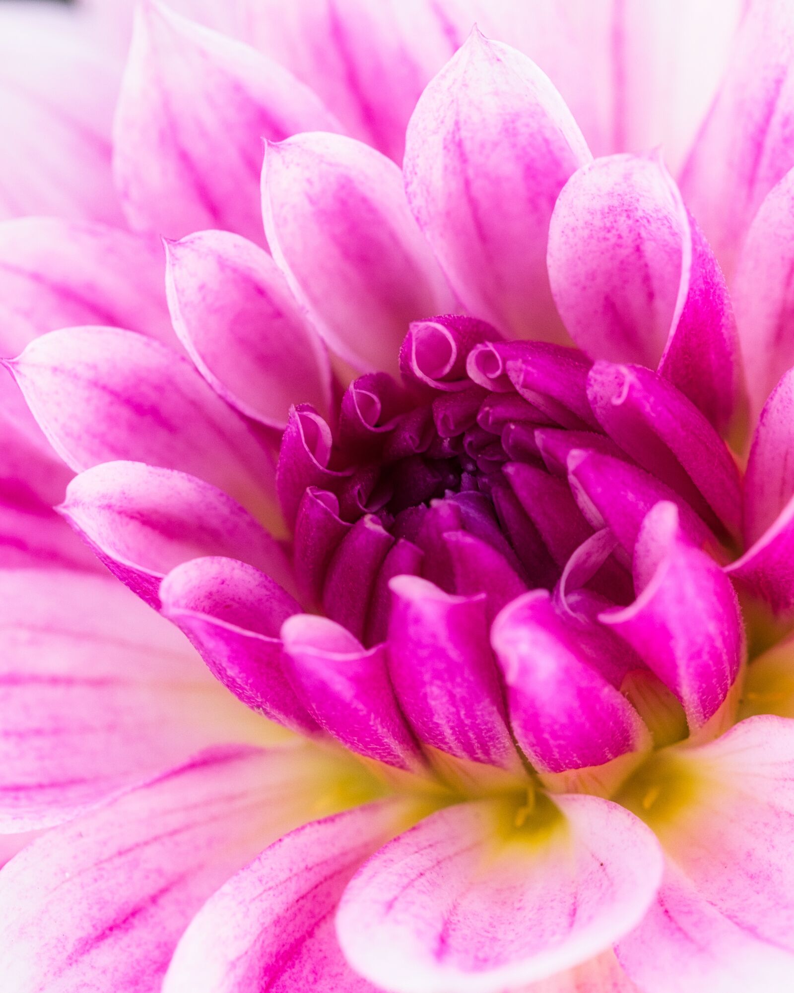 Canon EOS 200D (EOS Rebel SL2 / EOS Kiss X9) sample photo. Dahlia, blossom, bloom photography