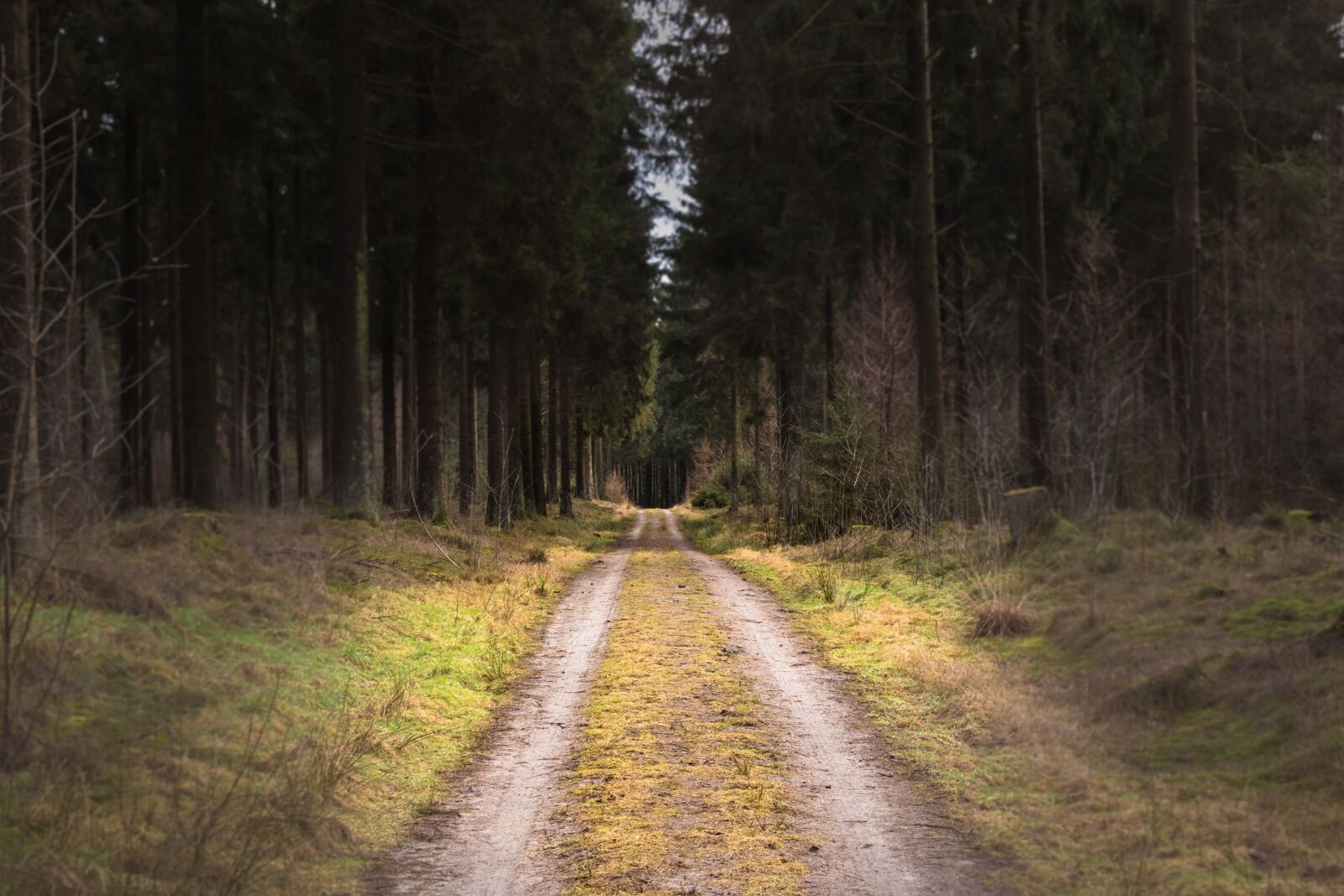 Canon EOS 80D sample photo. Dirt road, forest, tree photography