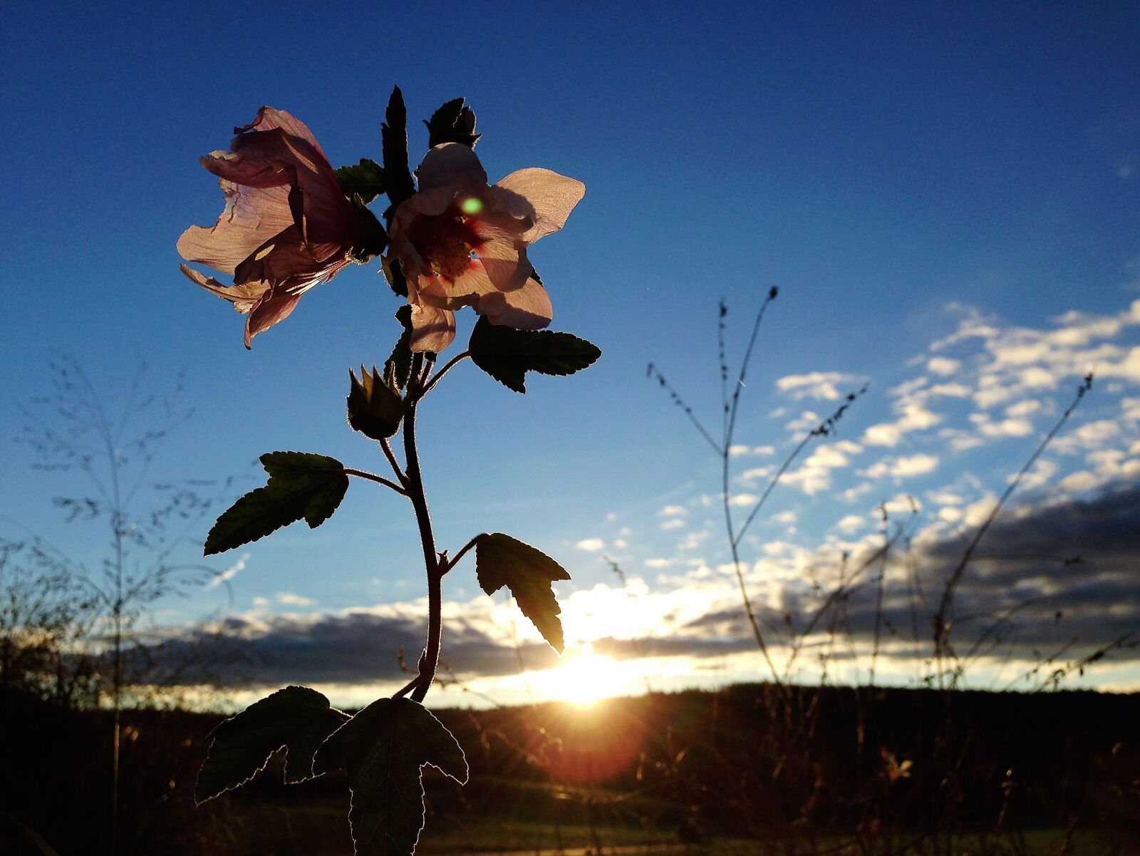 iPhone 5 back camera 4.12mm f/2.4 sample photo. Mallow, flower, blossom photography