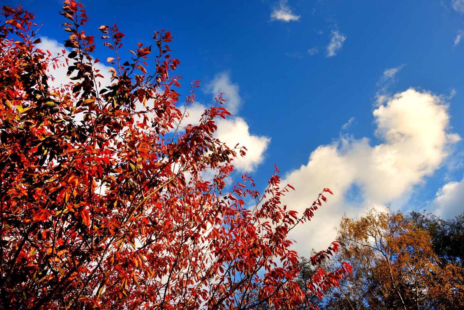 Sony Cyber-shot DSC-RX100 sample photo. Tree, tree top, foliage photography