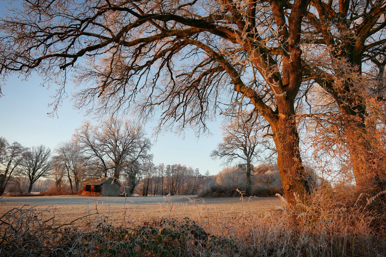 Panasonic Lumix DMC-GX8 sample photo. Winter, trees, sunrise photography
