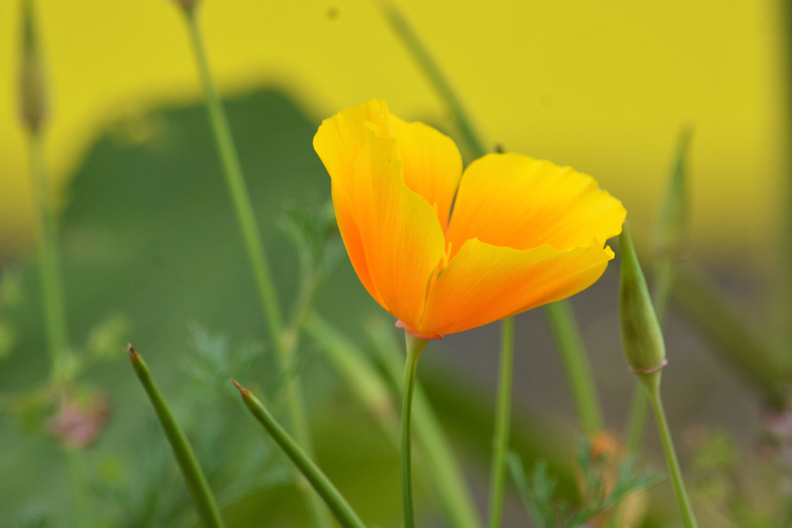 Nikon D5200 sample photo. Botanique, fleur, fleur, jaune photography