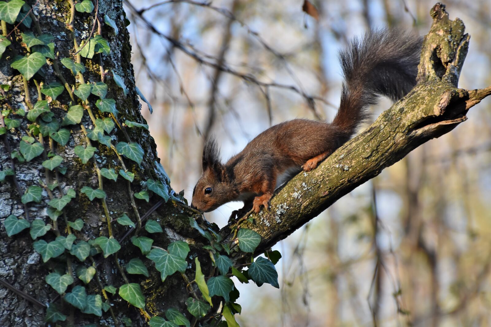 Nikon D7200 sample photo. Squirrel, verifiable kitten, rodent photography