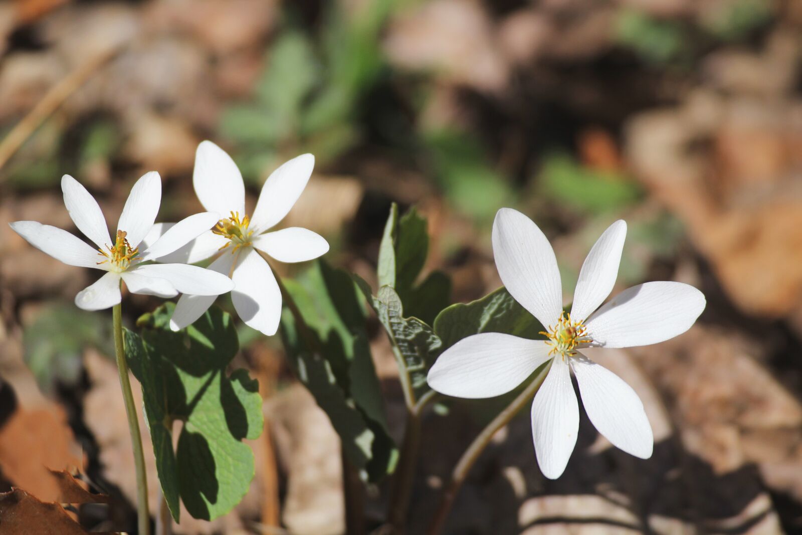 Canon EOS 60D + Canon EF 100-400mm F4.5-5.6L IS USM sample photo. Blood root, sanguinaria canadensis photography