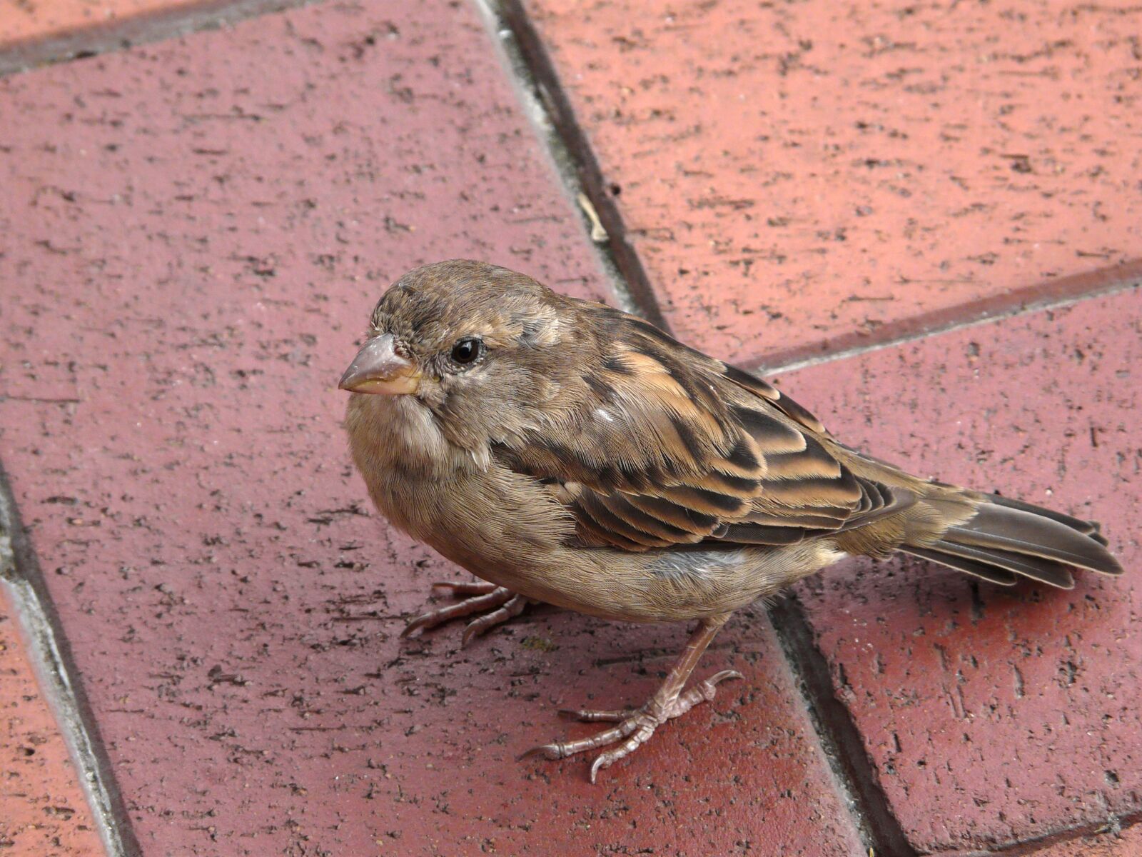 Panasonic DMC-FZ18 sample photo. Sparrow, bird, feather photography