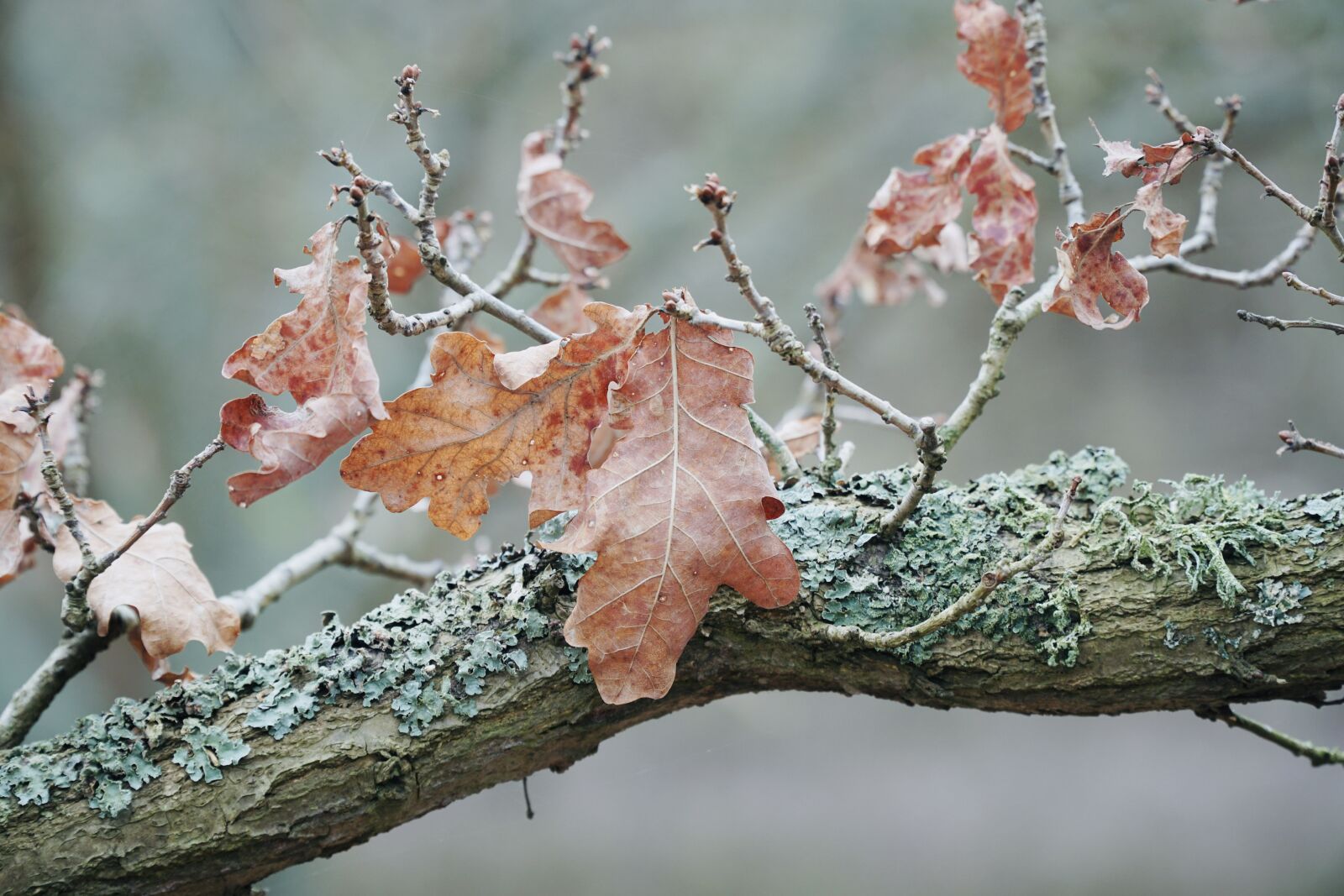 Sony a6500 sample photo. Autumn, lichen, bokeh photography